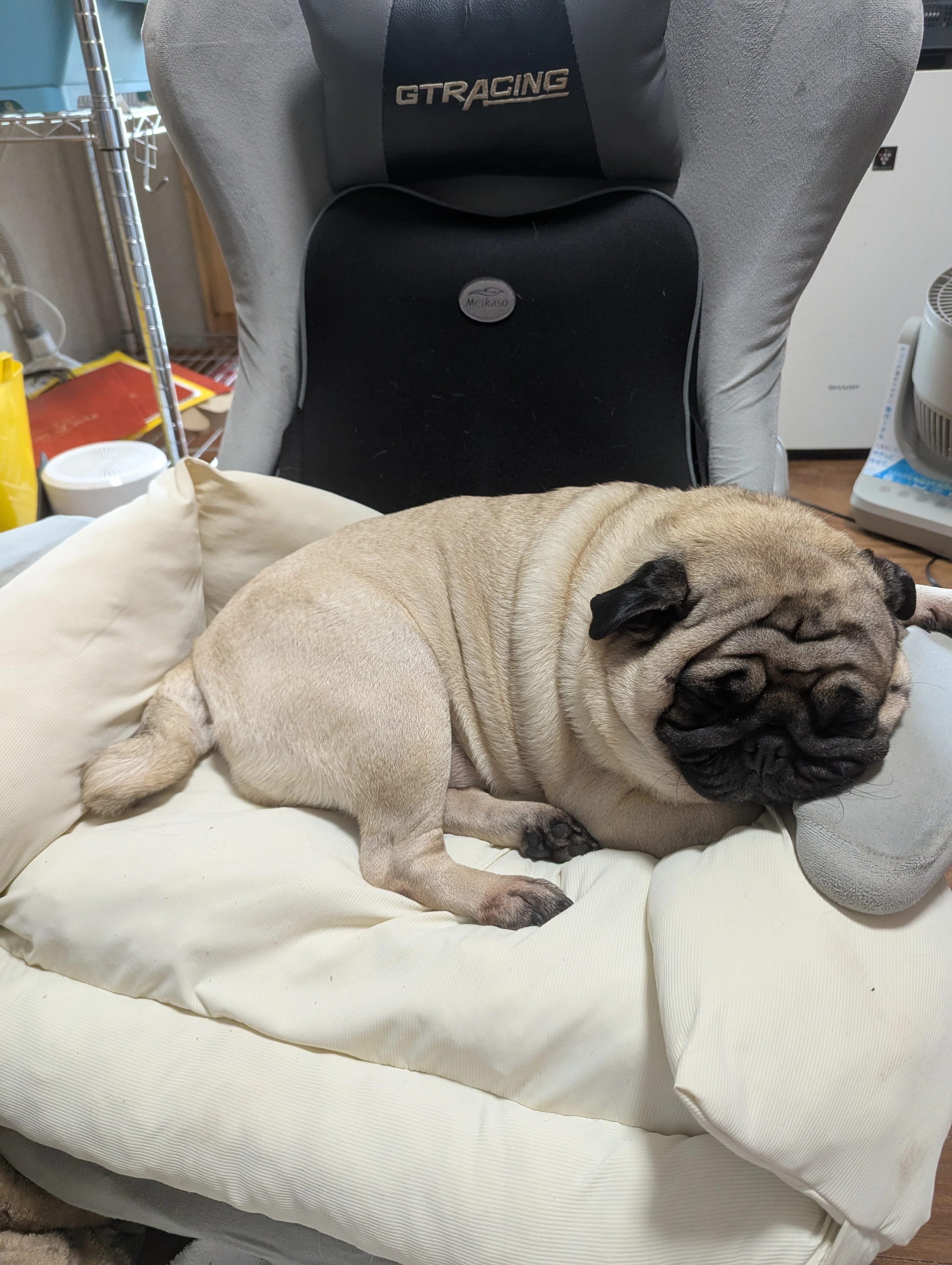 Moka the Pug] The gaming chair has officially become Moka's.｜ろこ