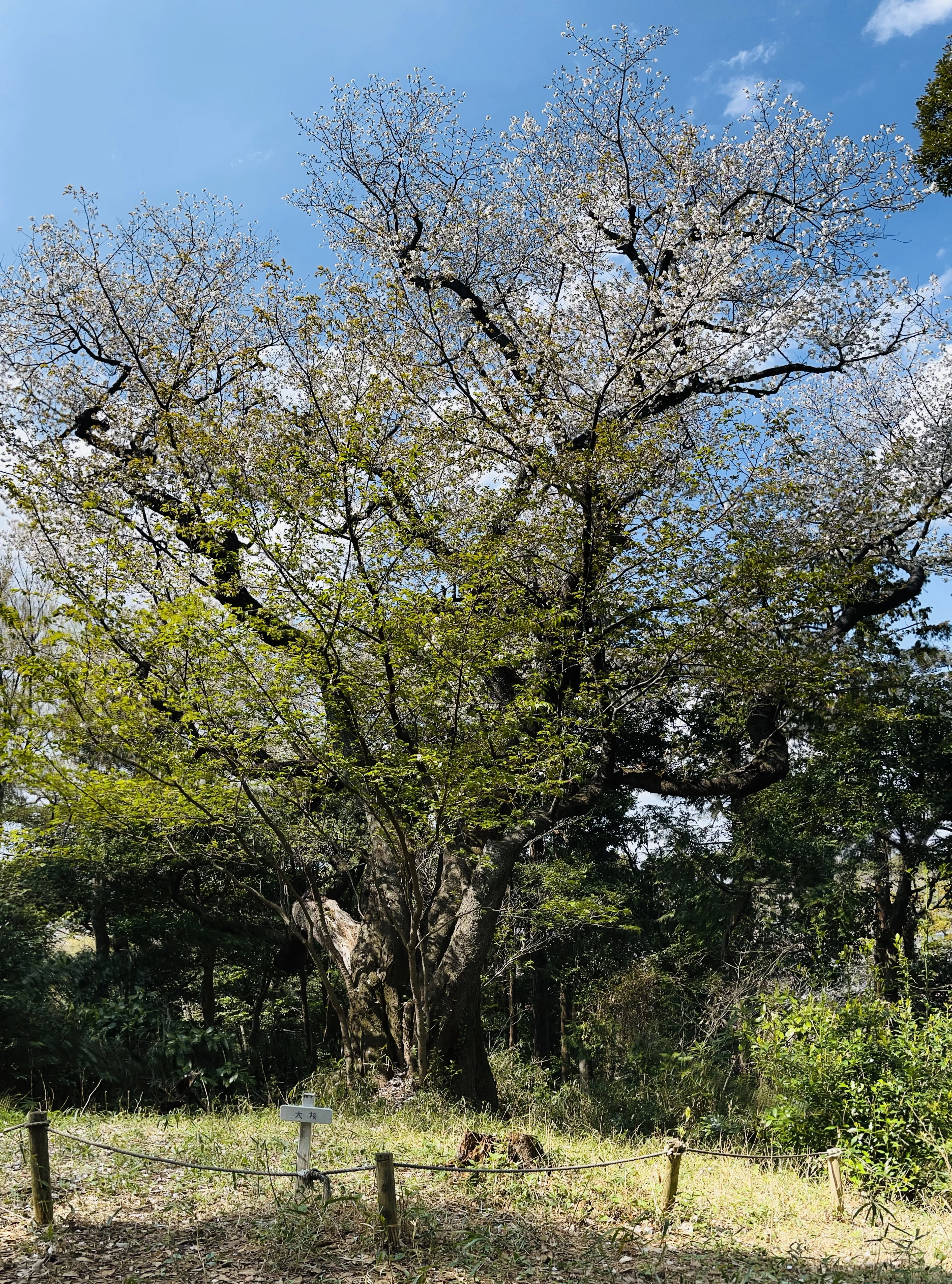 山桜を眺めながら 自分の身体くらい自分で守りたい｜たまこ