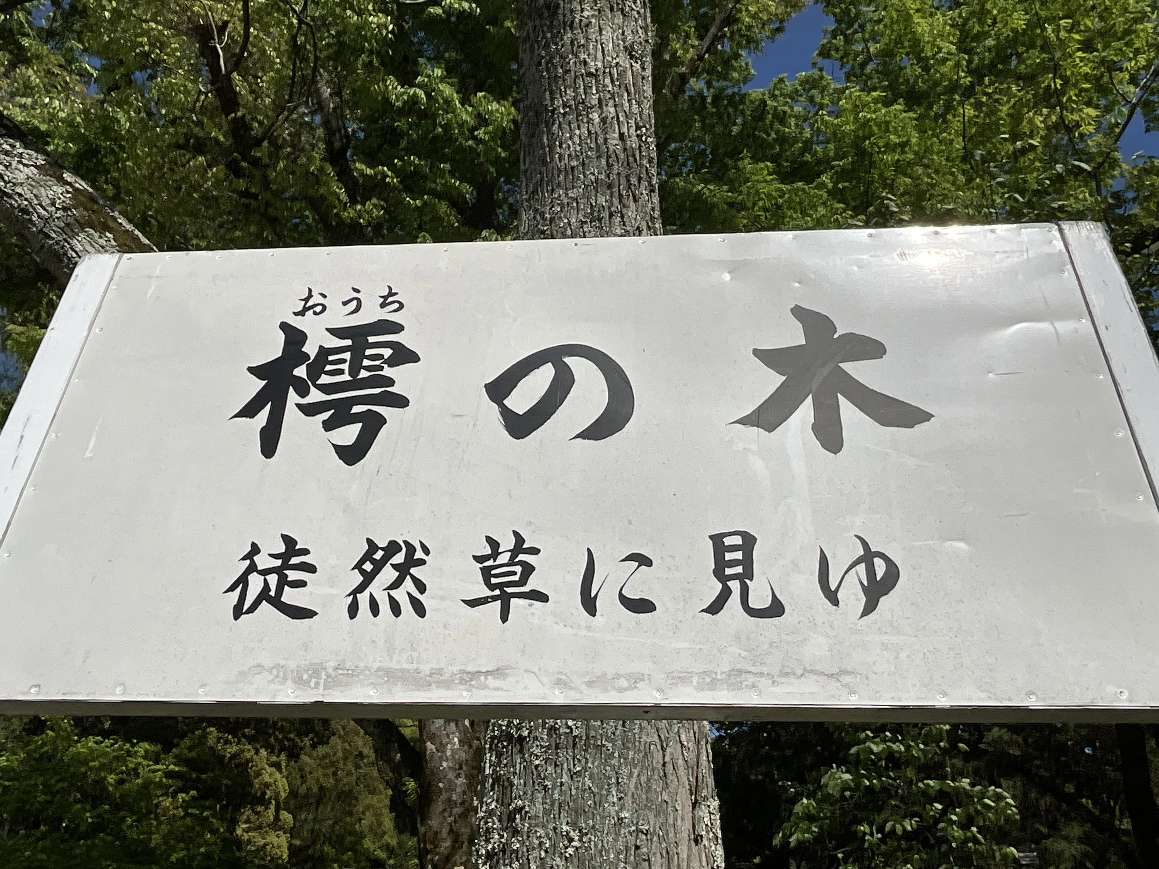 法師が腰掛けて居眠りをしたという樗の木（上賀茂神社）：2026年4月23