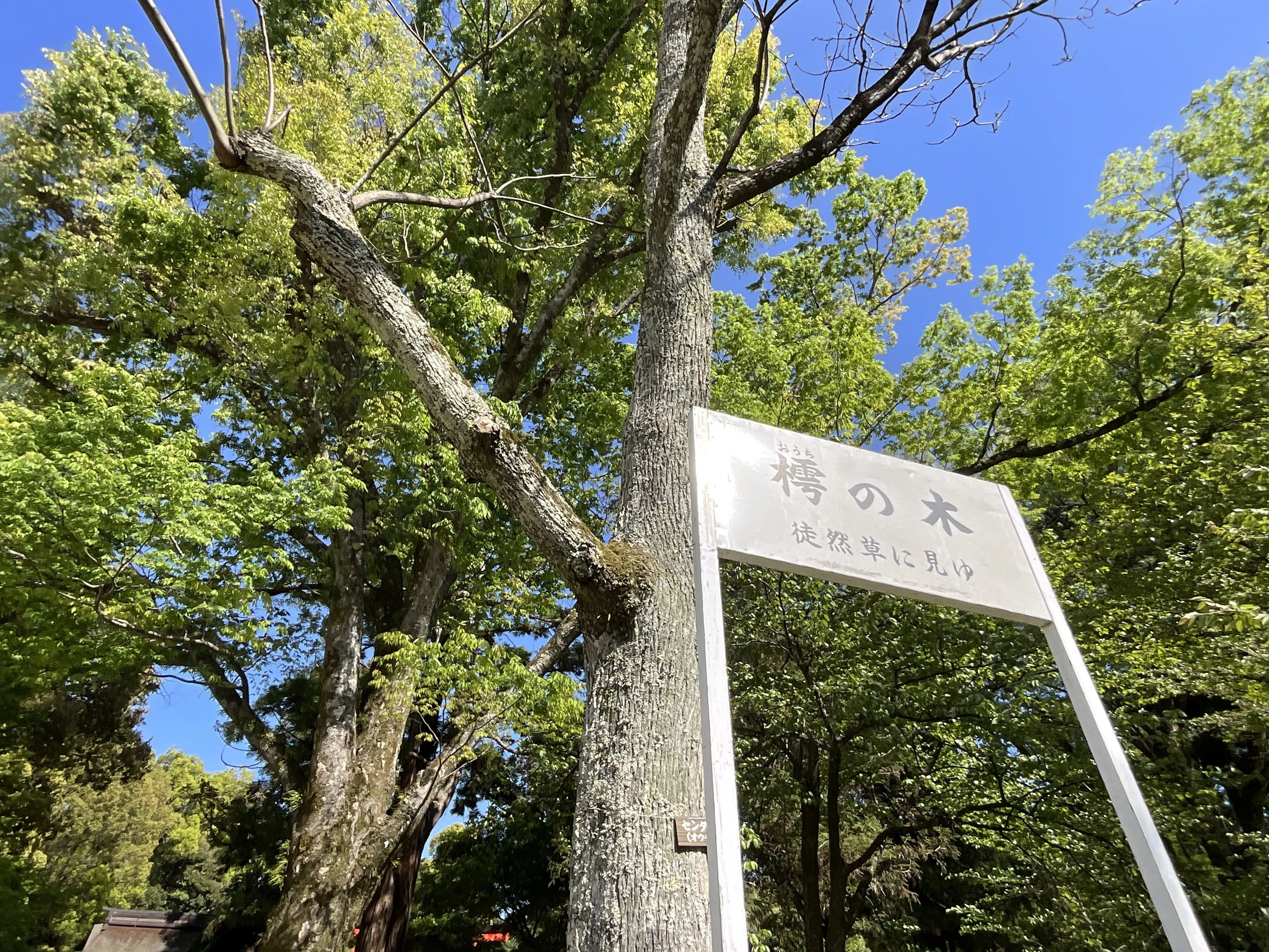 法師が腰掛けて居眠りをしたという樗の木（上賀茂神社）：2026年4月23