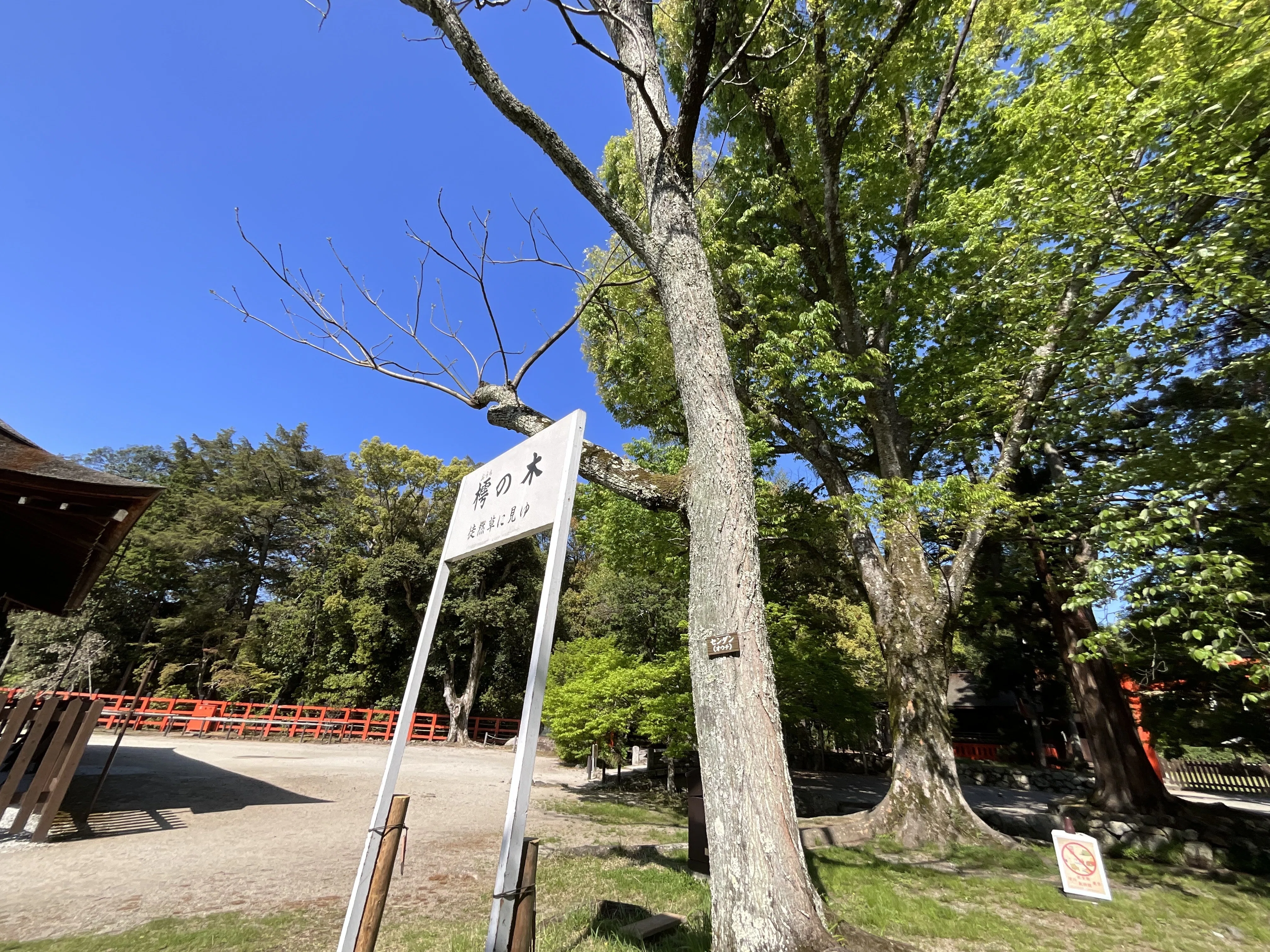 法師が腰掛けて居眠りをしたという樗の木（上賀茂神社）：2026年4月23