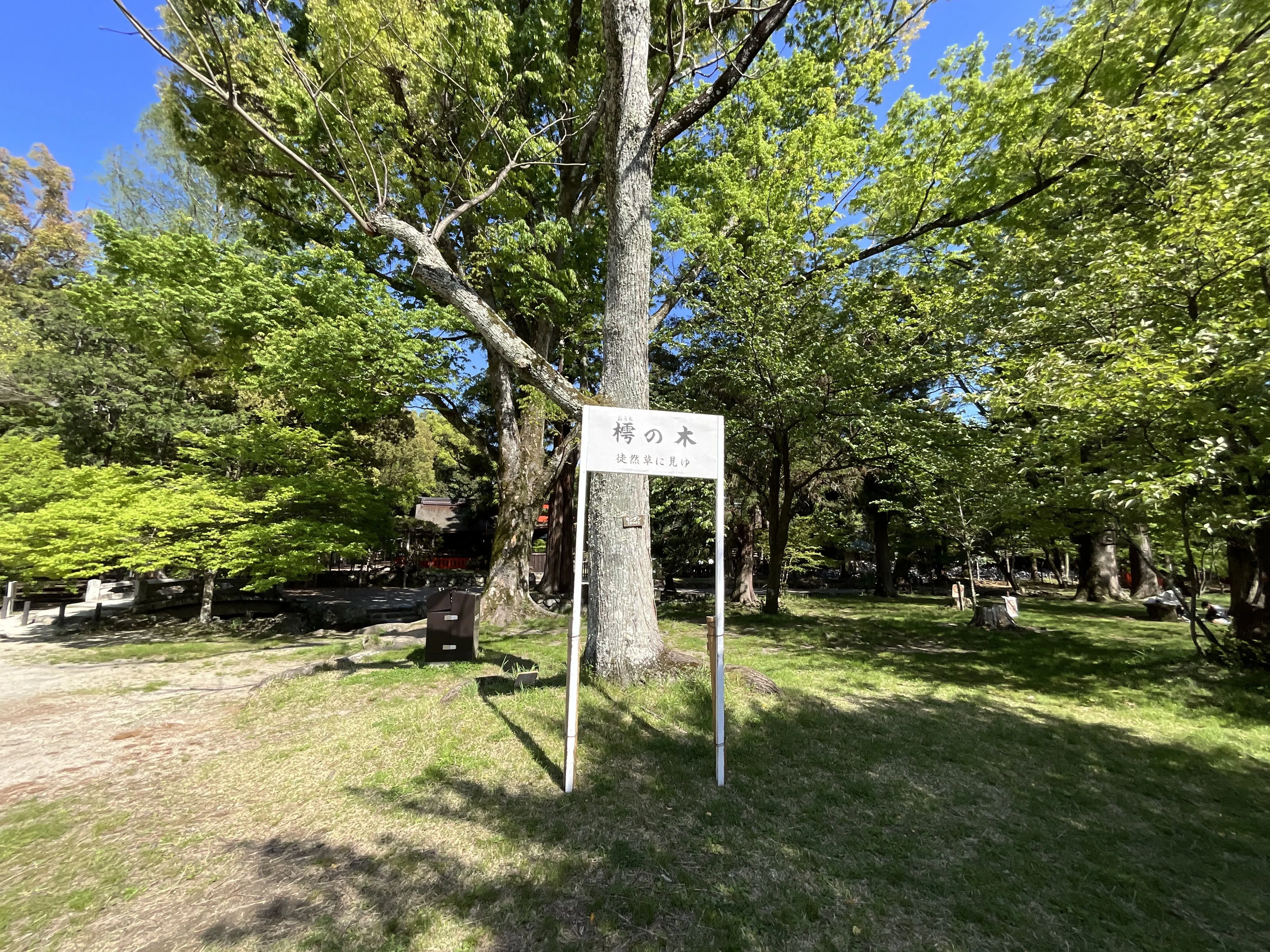 法師が腰掛けて居眠りをしたという樗の木（上賀茂神社）：2026年4月23