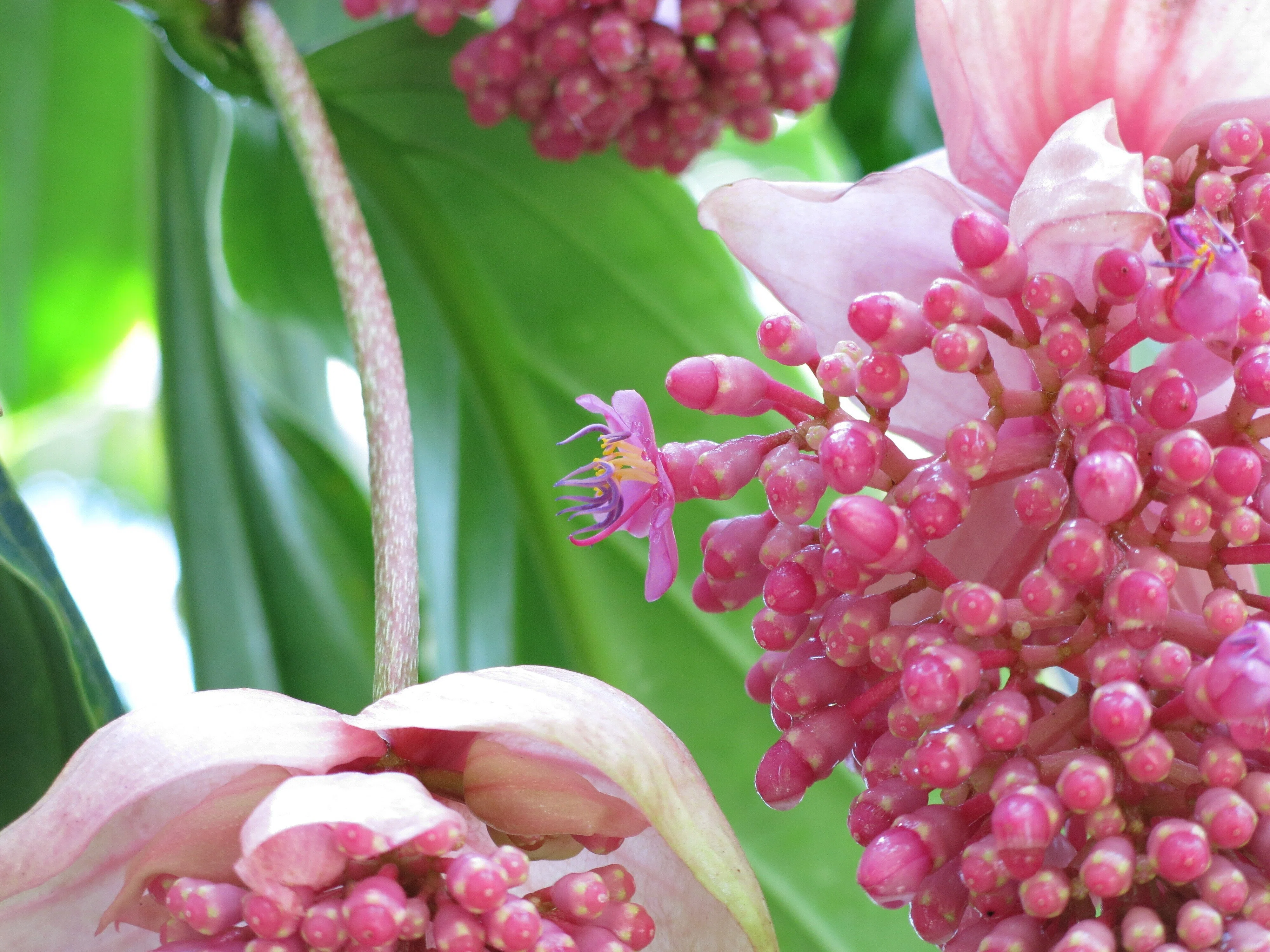 植物園散歩 25.05.28｜みかん