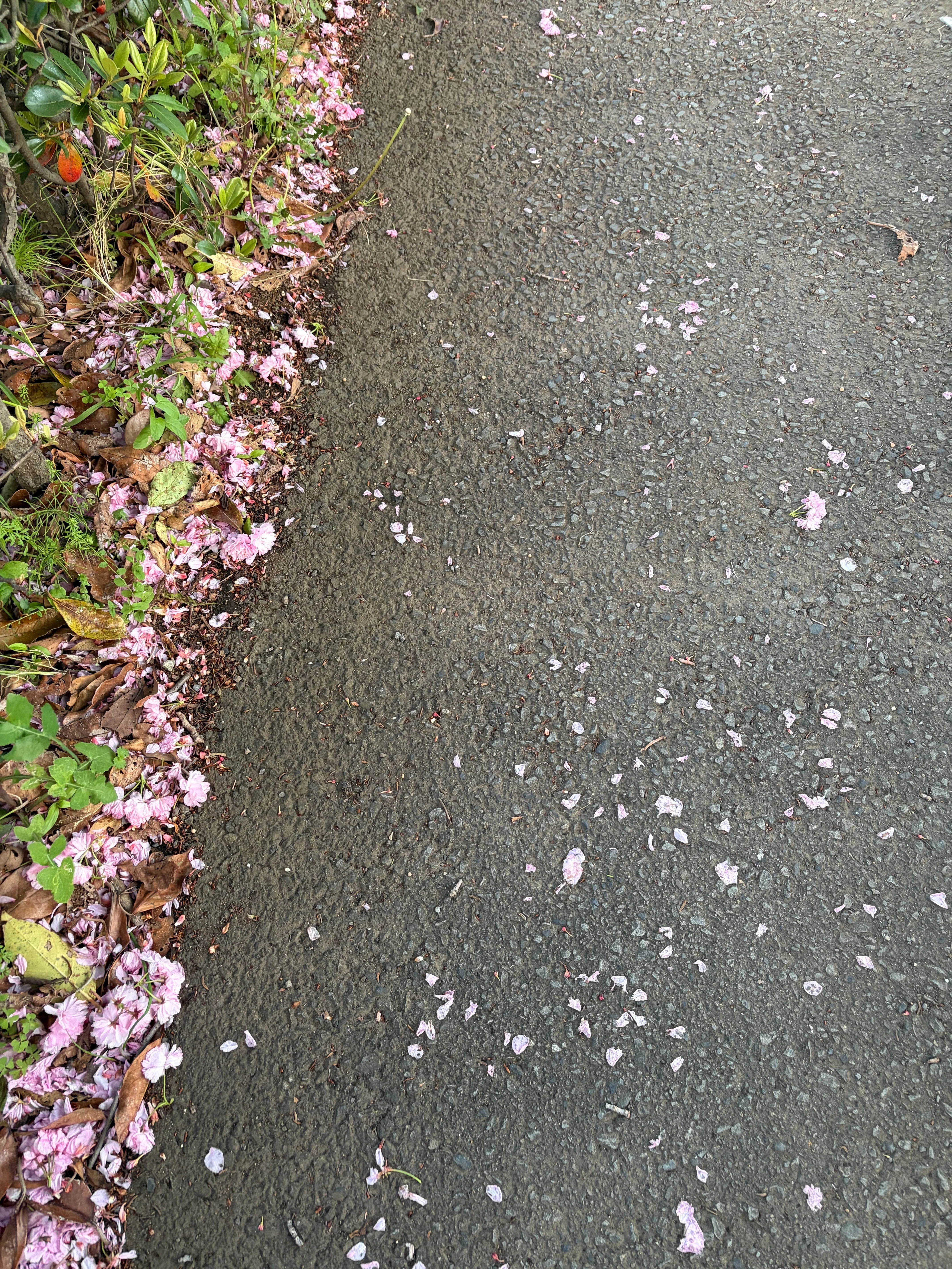 もうすぐ桜は散るけれど、道には花が溢れ始めているのに気づく