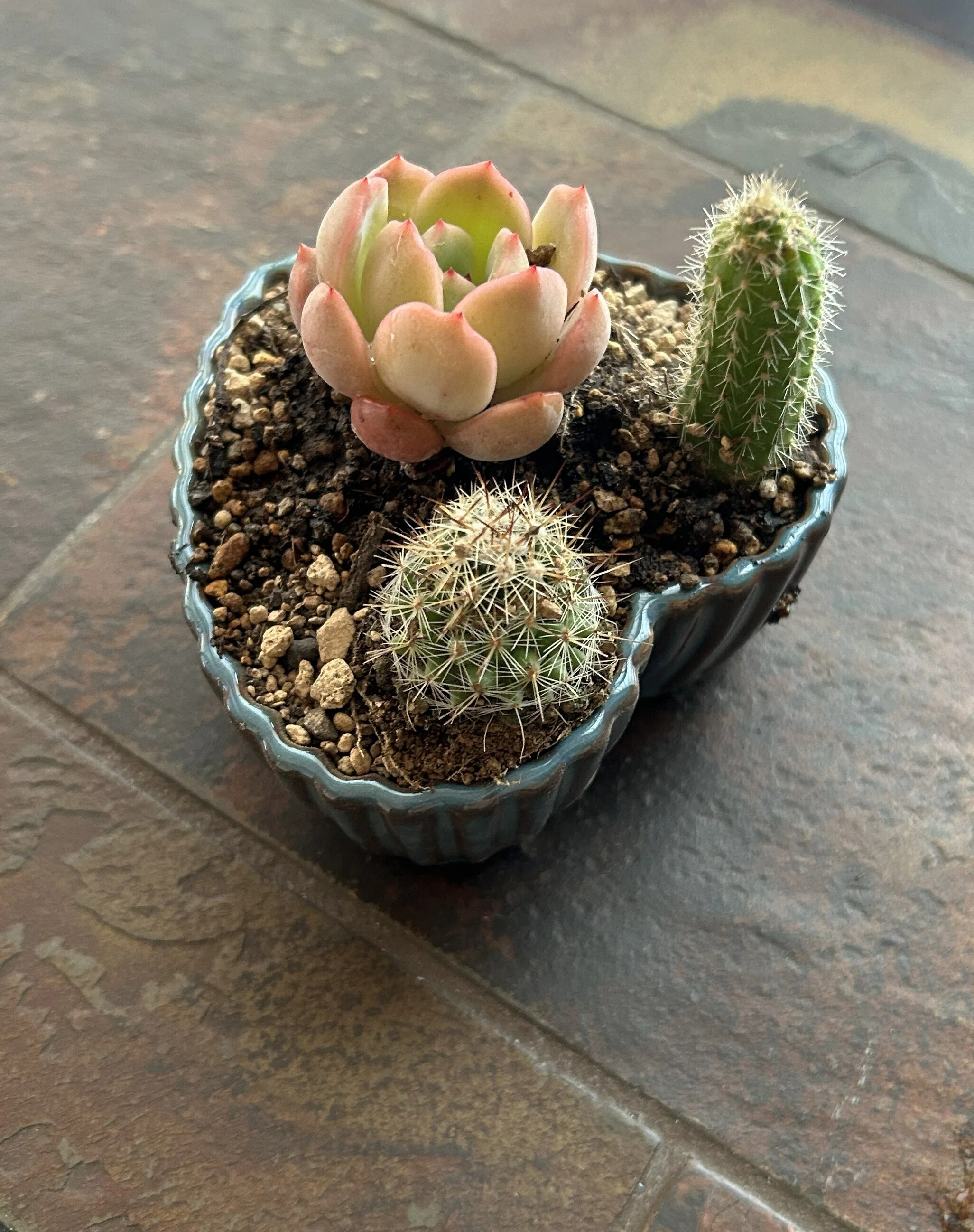 🐉【つぶやき36】かつも 🍀多肉植物とサボテンを寄せ植えしたい🍀AIに