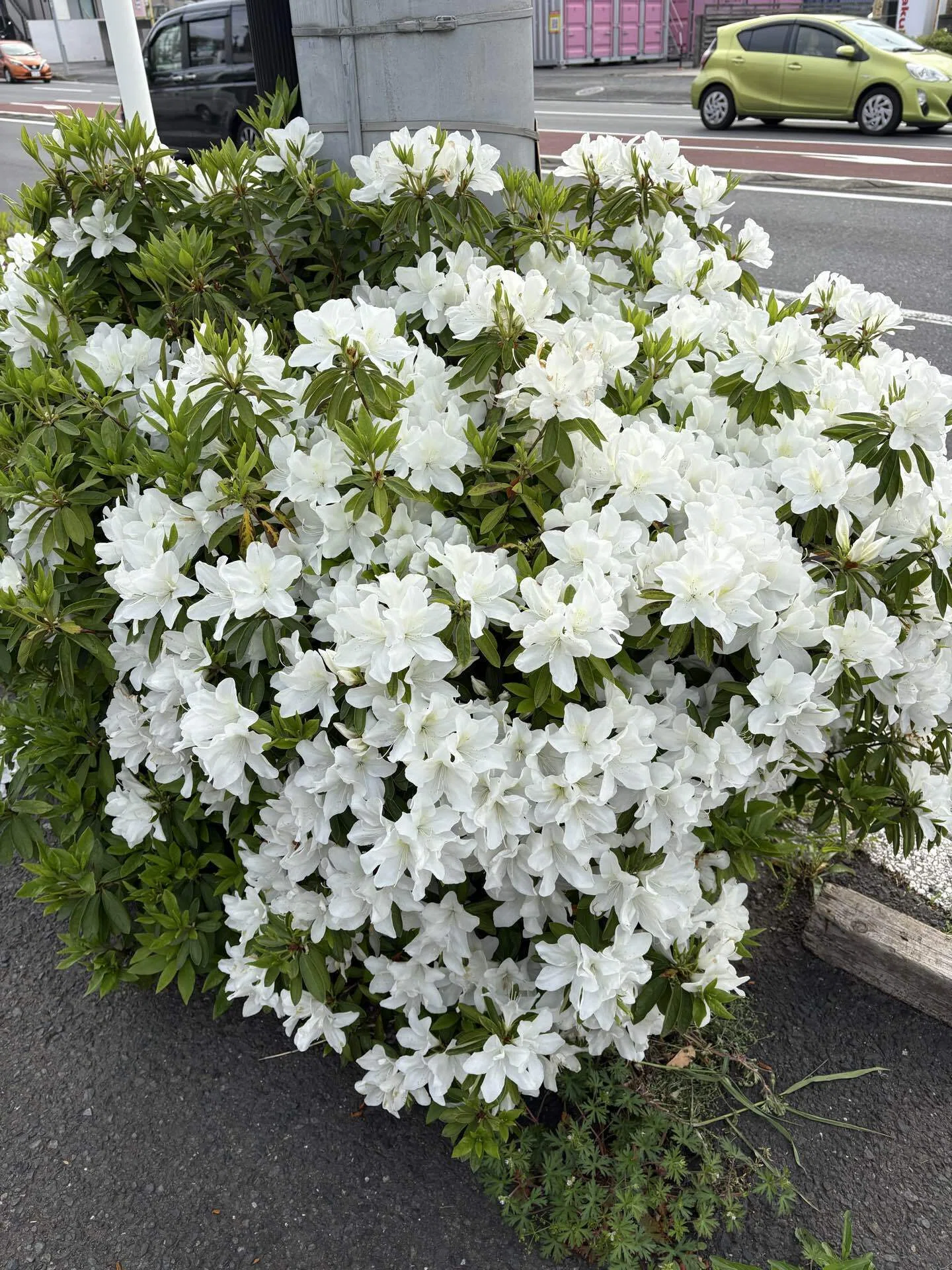 ツツジの花が街を彩る季節到来。特徴を知って、花後の剪定で来年も 
