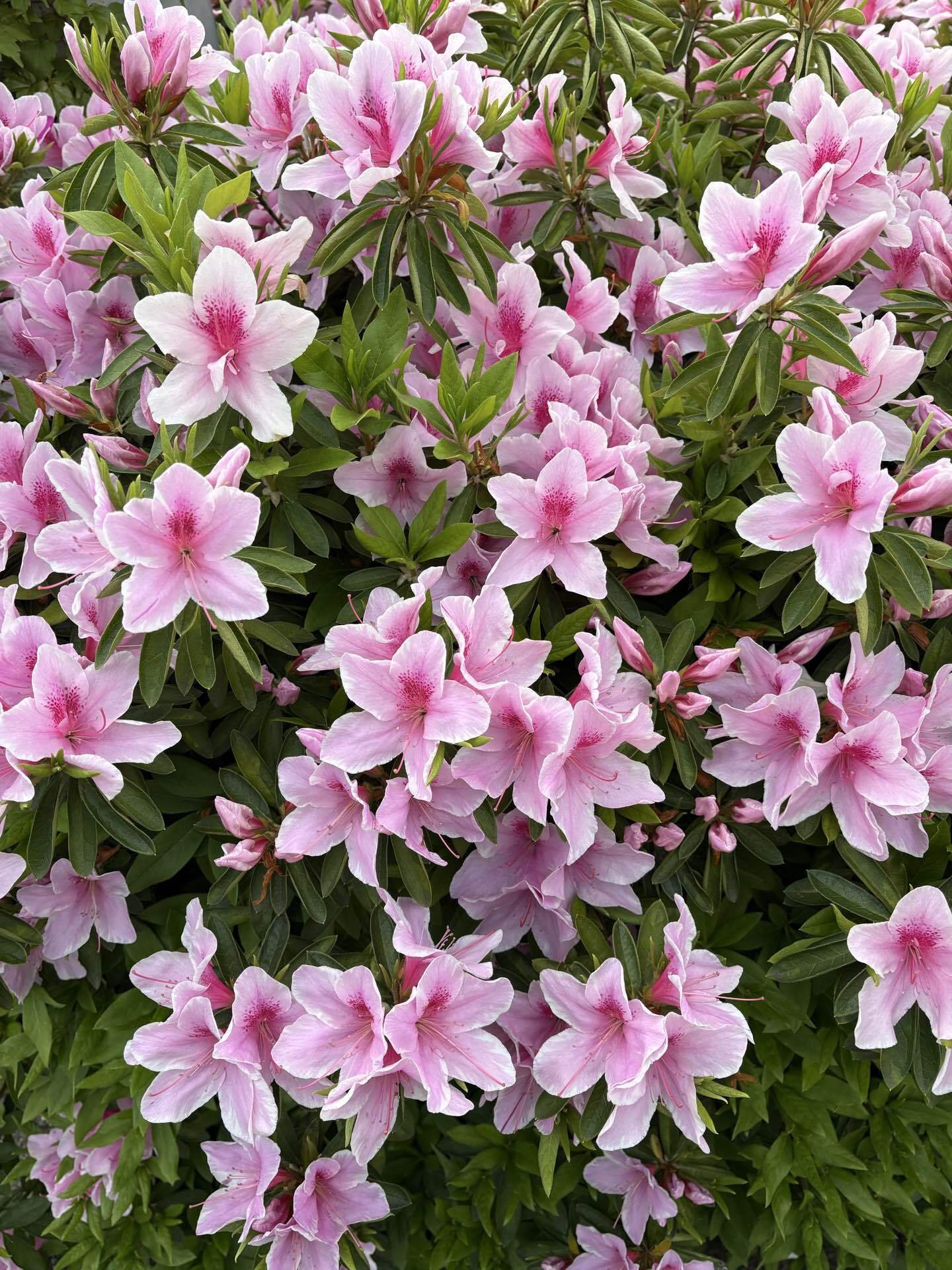 庭木各種　ドウダンツツジ、アセビ（花色ピンク）、ツツジ、オンコ、牡丹（3本くらい花色不明）など。 ホンコンドウダンツツジ