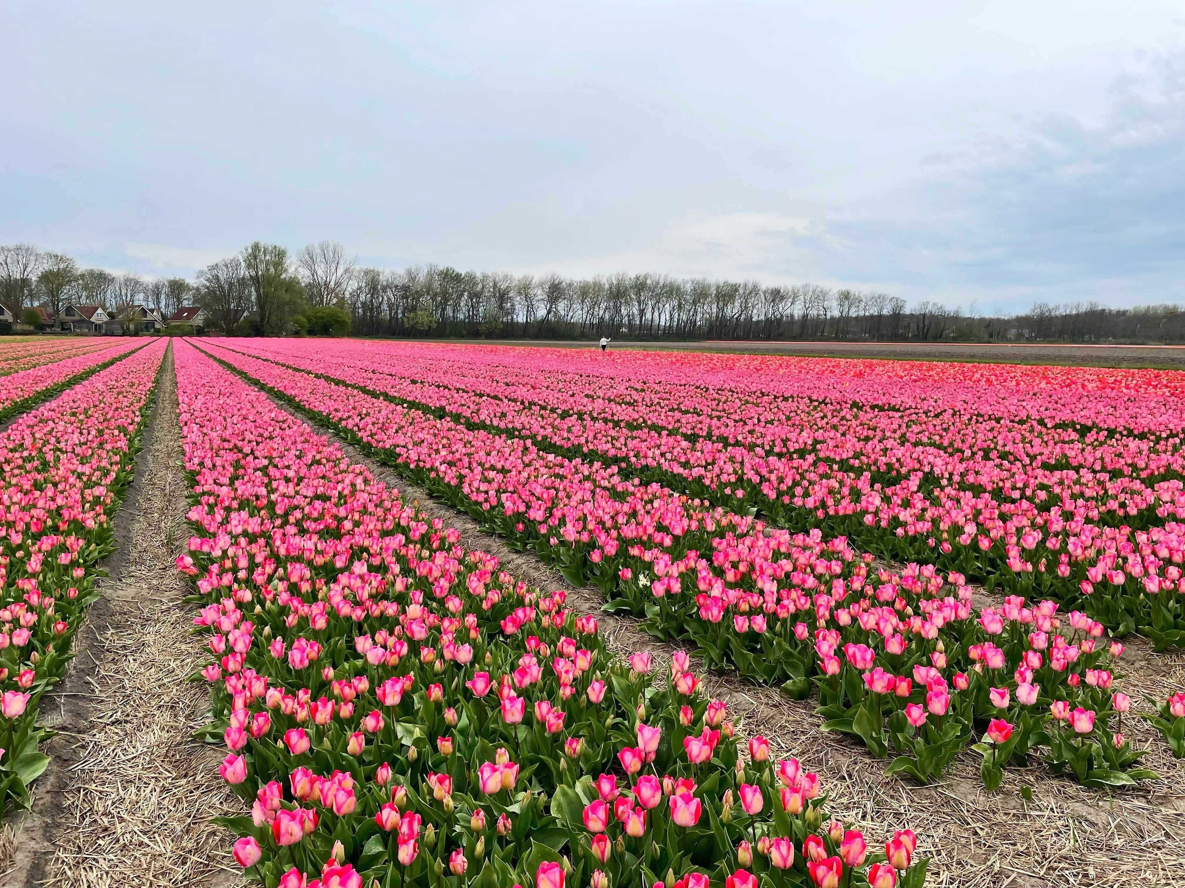 リッセのチューリップ畑へ。絶景の奥にある球根産業の話 🌷｜藤澤 亜紀