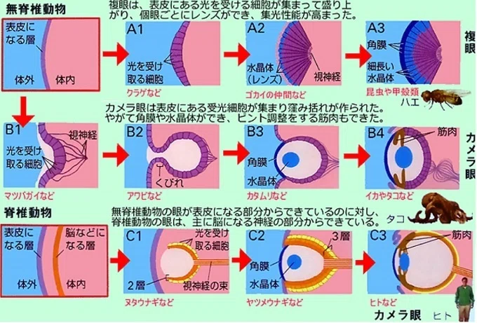 眼の構造進化と生物系統樹|小野 満麿