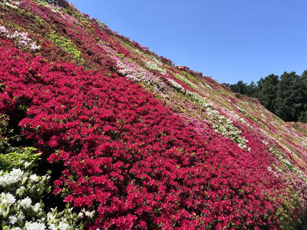 長崎の絶景】一面ピンクの世界！松本ツツジ園が想像以上にすごかった
