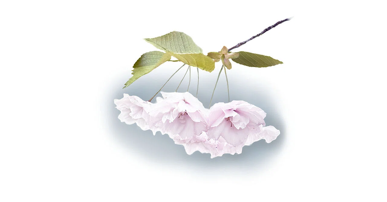 A Story of an Irreplaceable Cherry Tree｜和紙アートパネル hanatori