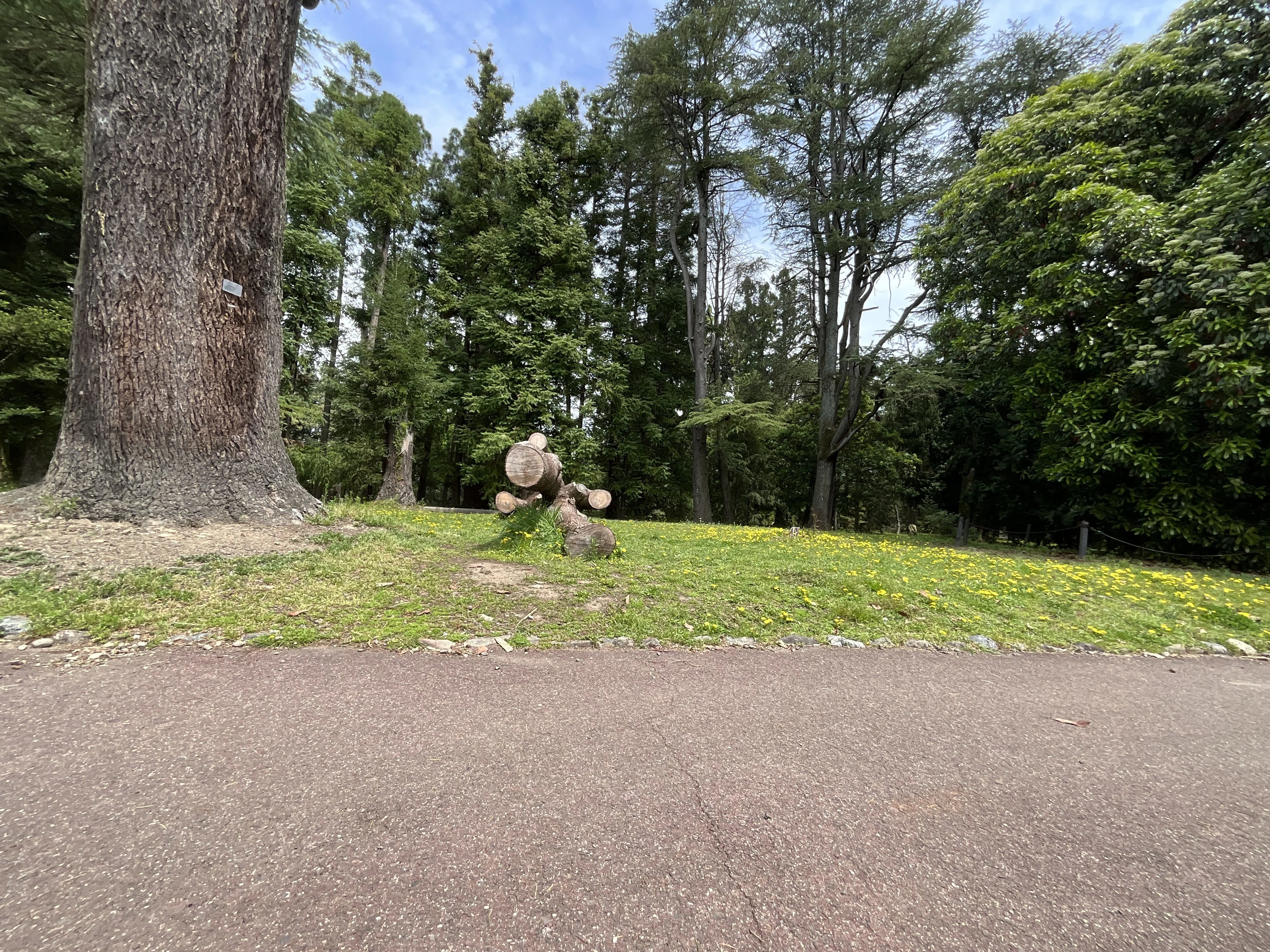 ヒマラヤスギ（京都府立植物園）No.115：2026年3月7日（土）｜藤井秀昭