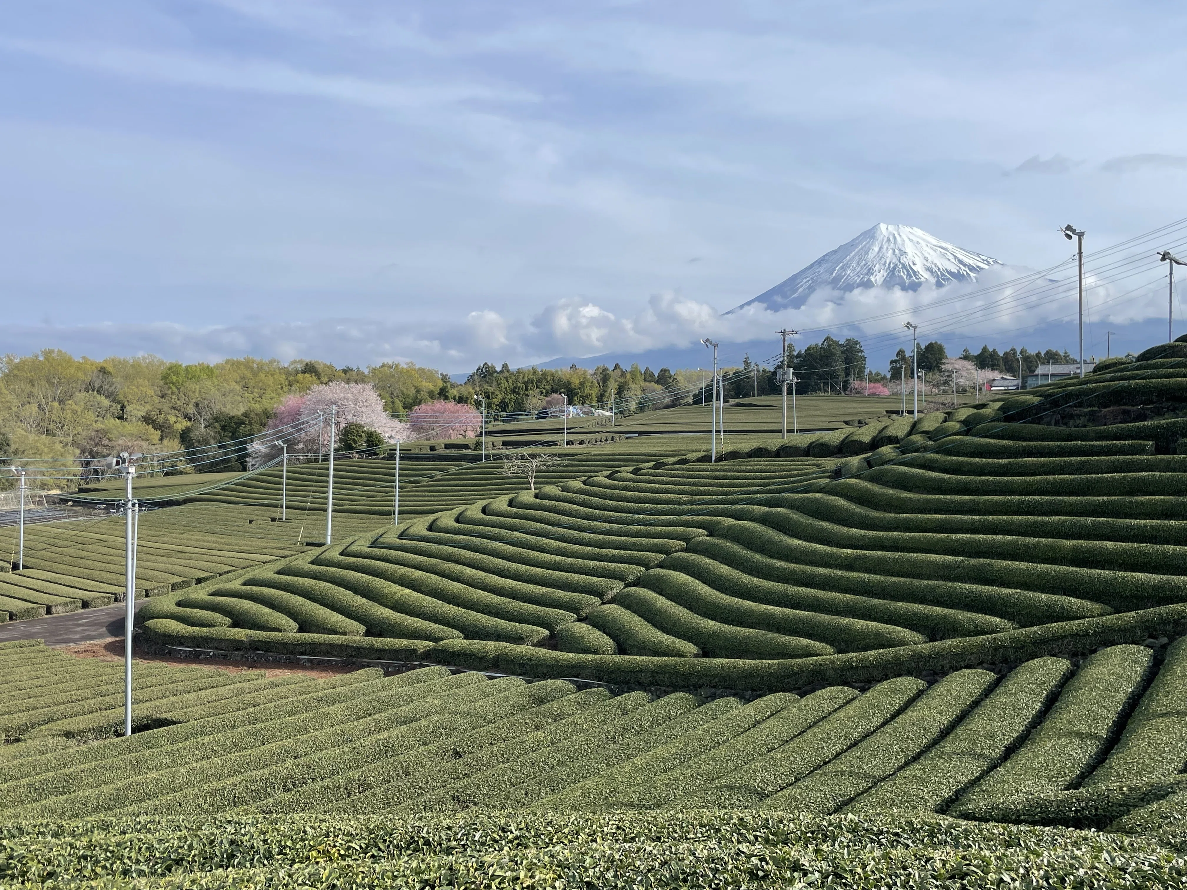 何度でも行きたい絶景茶畑🌱茶畑好きさんと共有したい「茶畑写真展