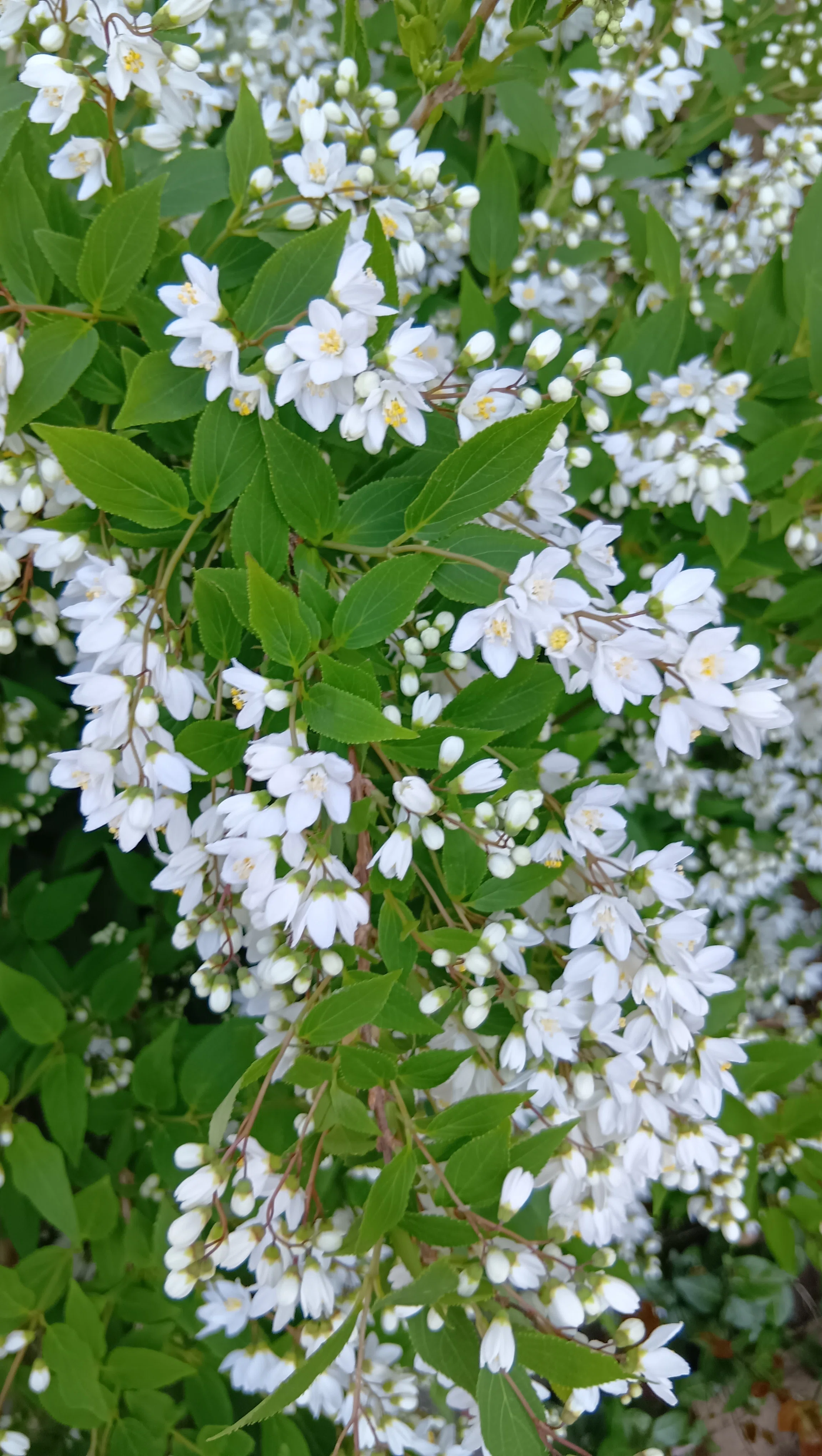 卯の花｜haruka