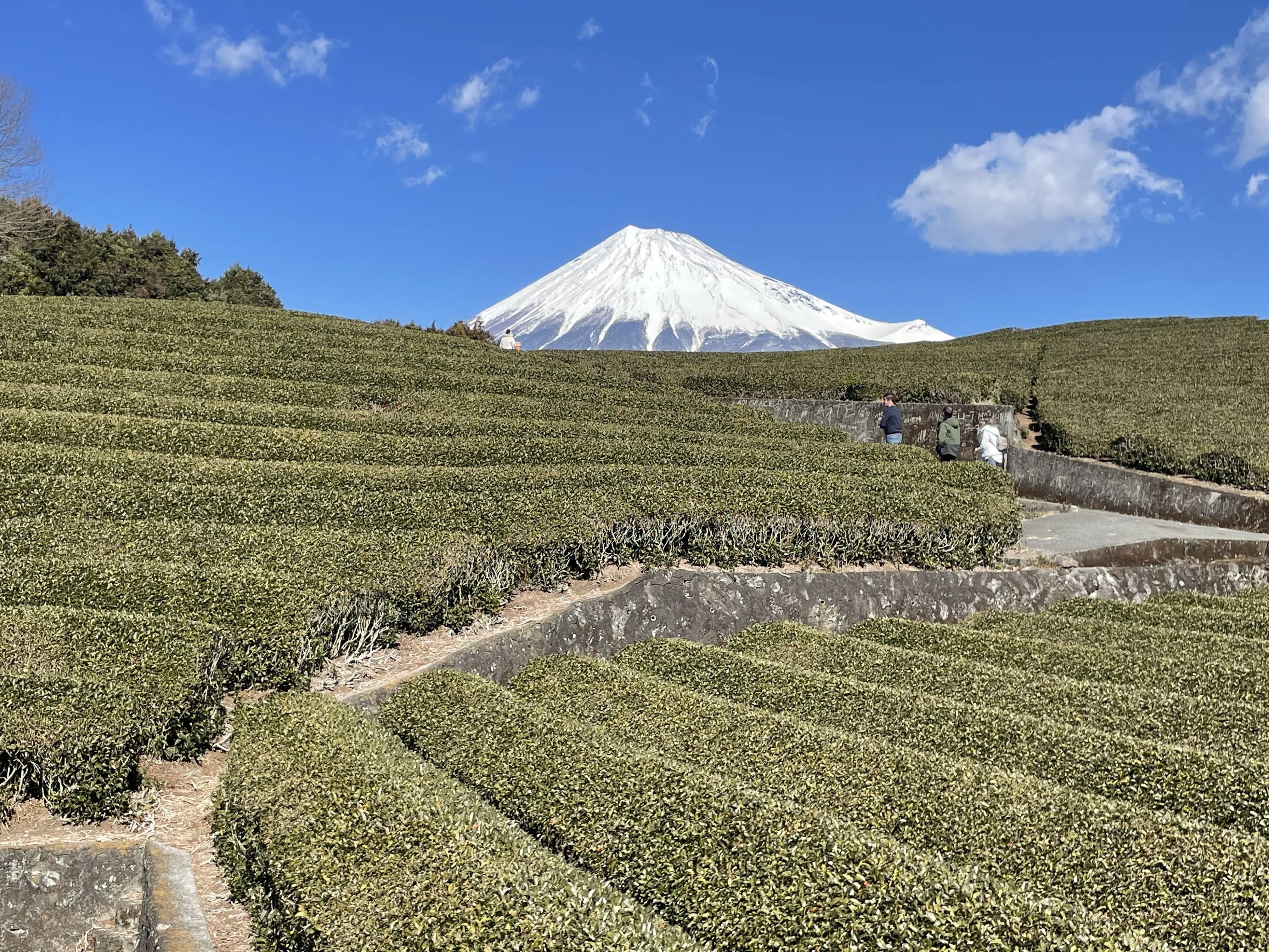 何度でも行きたい絶景茶畑🌱茶畑好きさんと共有したい「茶畑写真展
