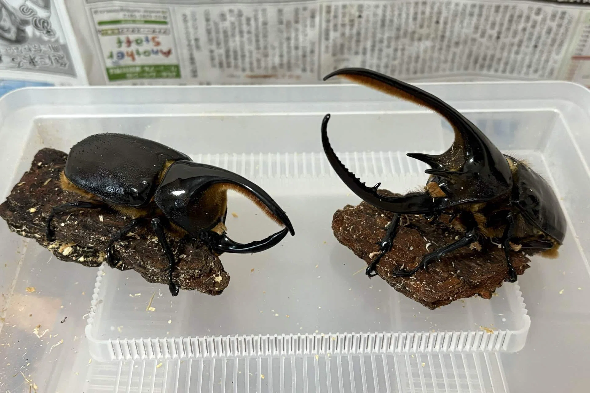 ムシキング　ヘラクレスオオカブト 002A ムシキング？｜ヘラクレス福岡