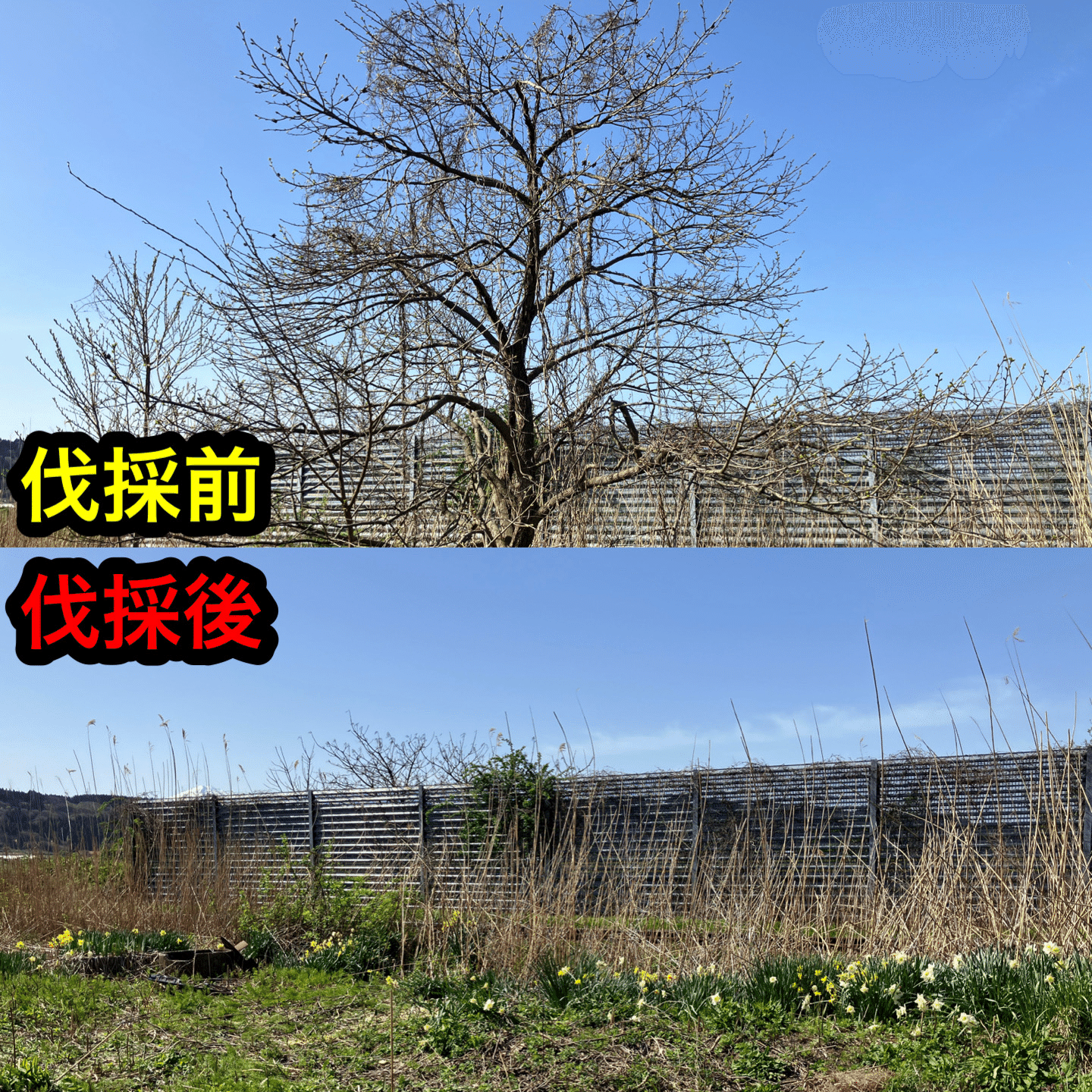 造形に使用される方交渉中、伐採した柿の木6m Client Said 