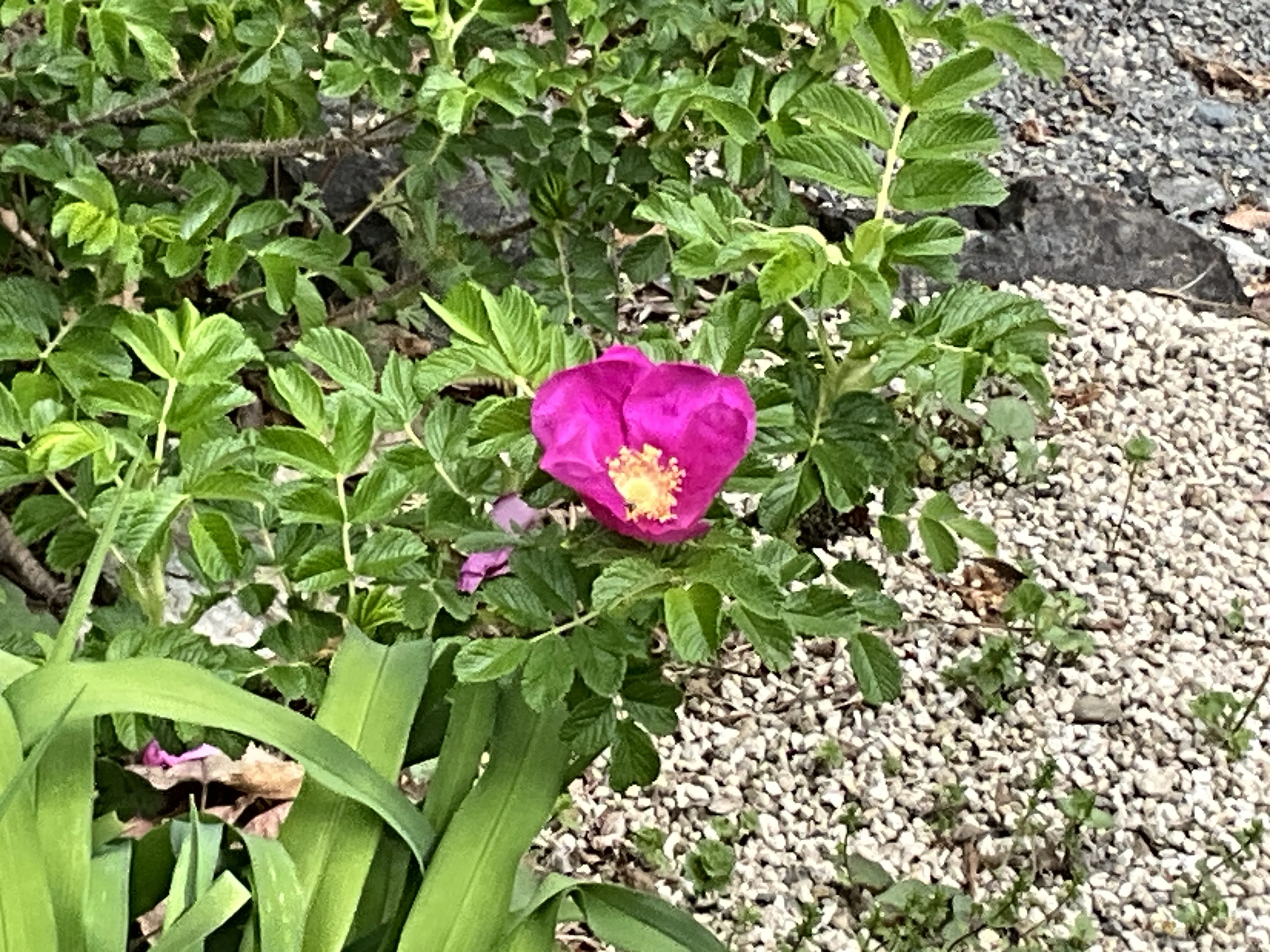 ハマナス（京都府立植物園）：2026年4月20日（月）｜藤井秀昭（『京都