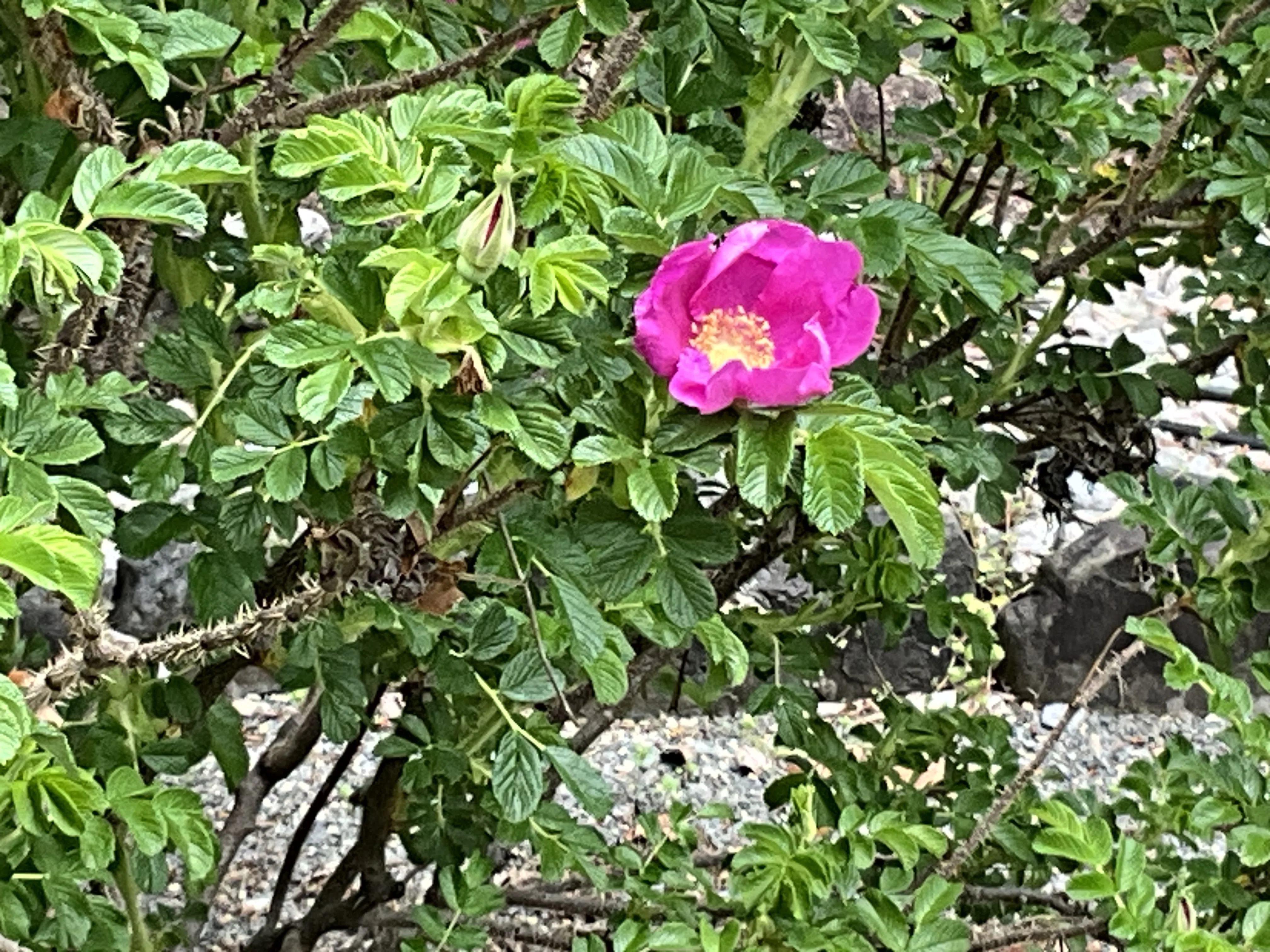 秦森康屯　ハマナス ハマナス（京都府立植物園）：2026年4月20日（月）｜藤井秀昭（『京都