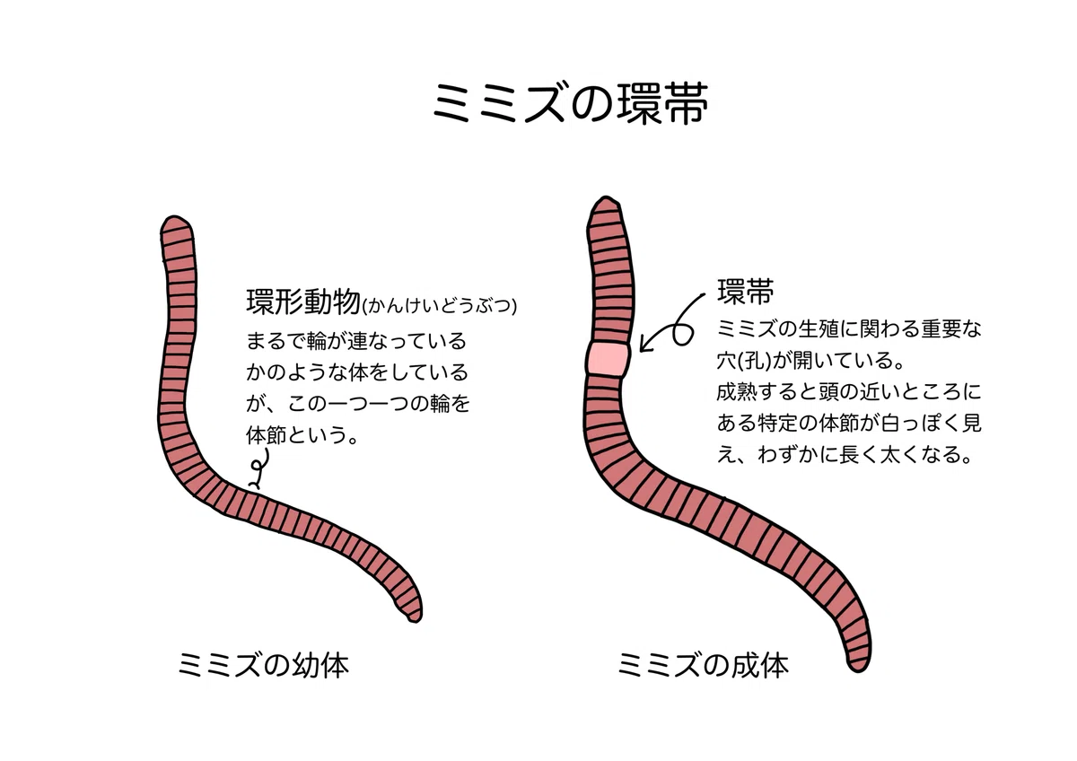 ミミズって何のために生きているんすかね。——知れば知るほど、なくてはならない存在だった。|自然農法-ひと
