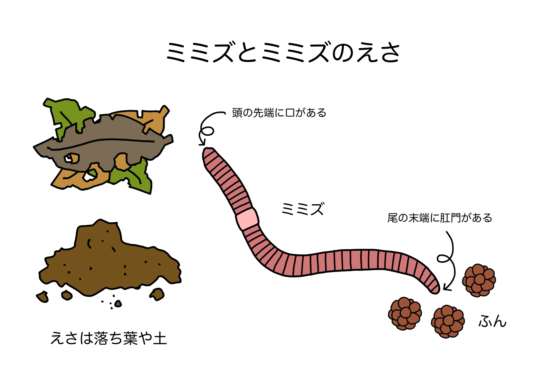 ミミズって何のために生きているんすかね。——知れば知るほど、なくては