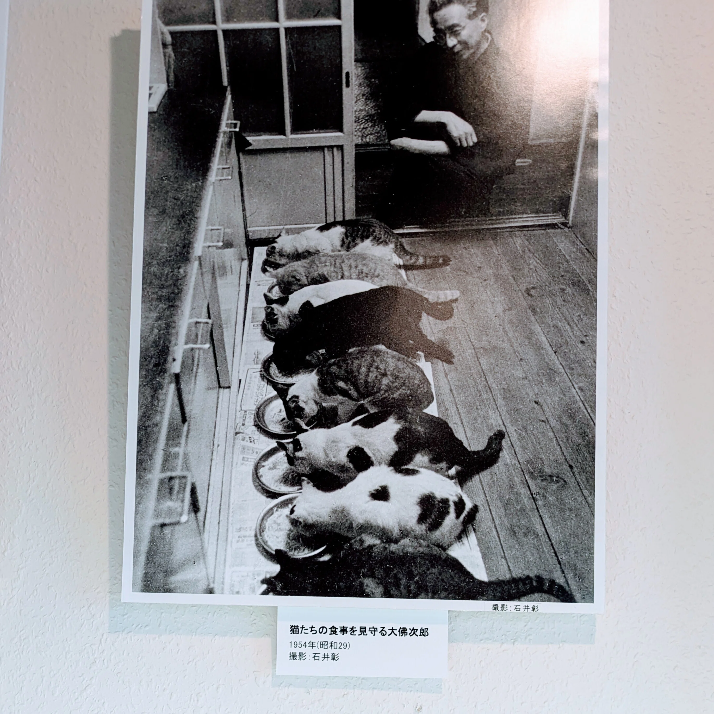 横浜写んぽ】大佛次郎記念館で触れる、あたたかな猫愛の記憶｜さやかと