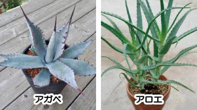 Differences Between Agave and Aloe | How to Distinguish Them Based on  Classification, Leaves, and Flower Characteristicslovely plants@note