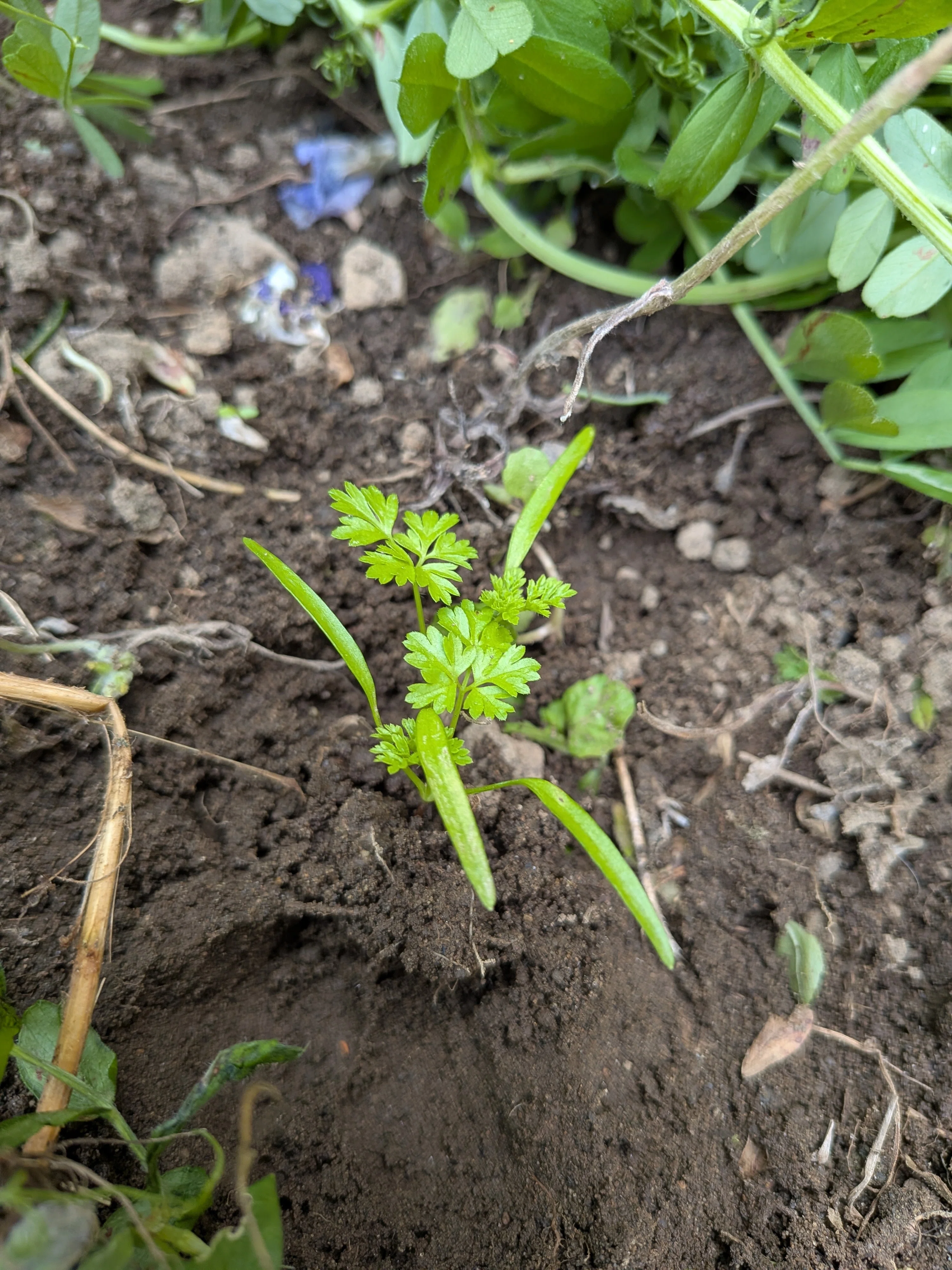 ハーブ】チャービルがとう立ちする原因と対策 | 初夏に花が咲くけど