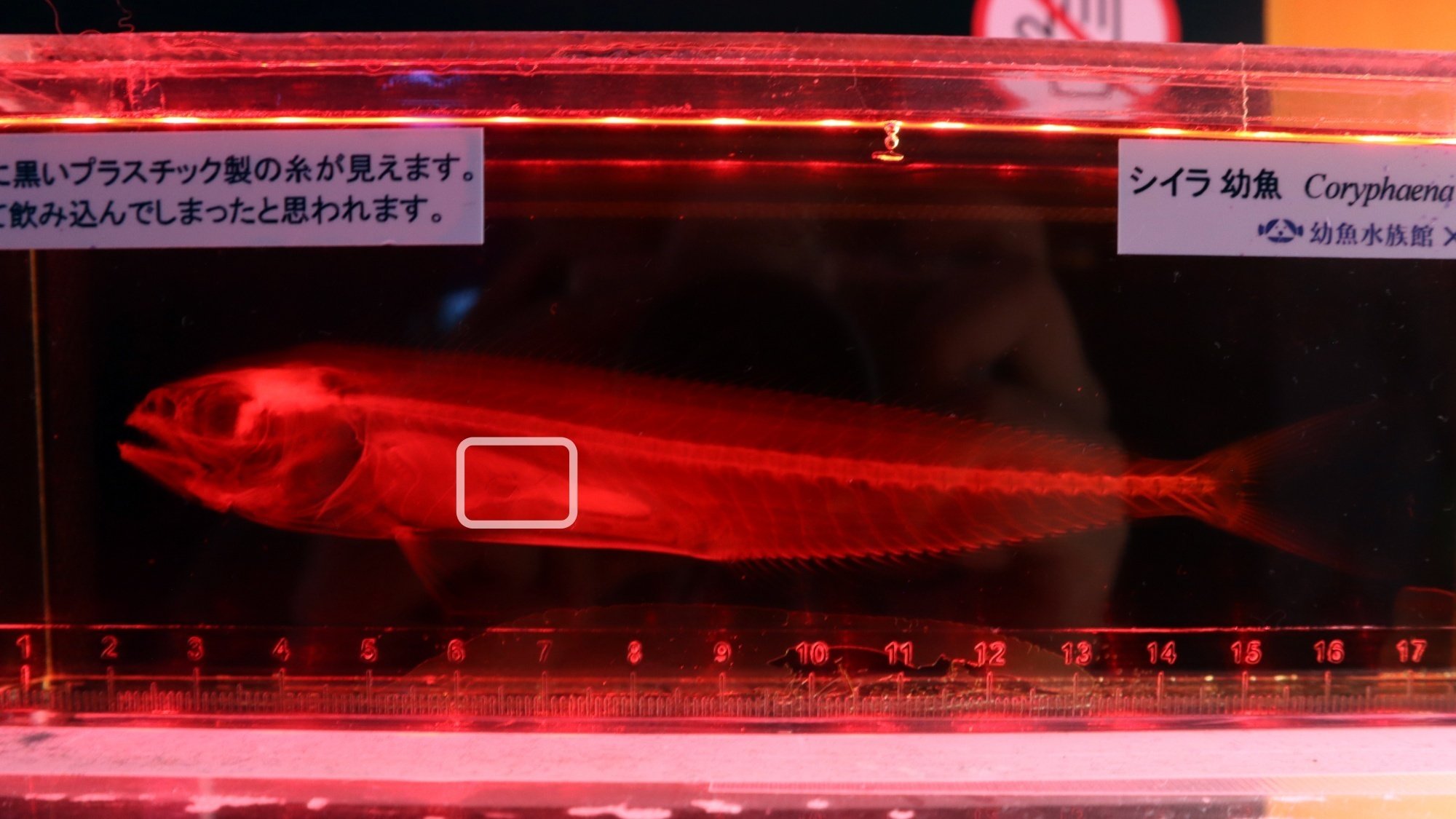 水族館の「裏側」を楽しむ vol.5｜”透明標本”から見える生き物の世界