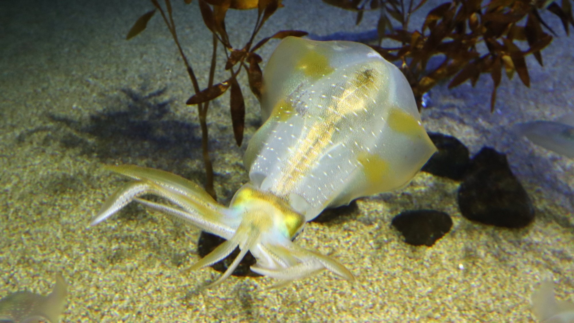 水族館の「裏側」を楽しむ vol.5｜”透明標本”から見える生き物の世界