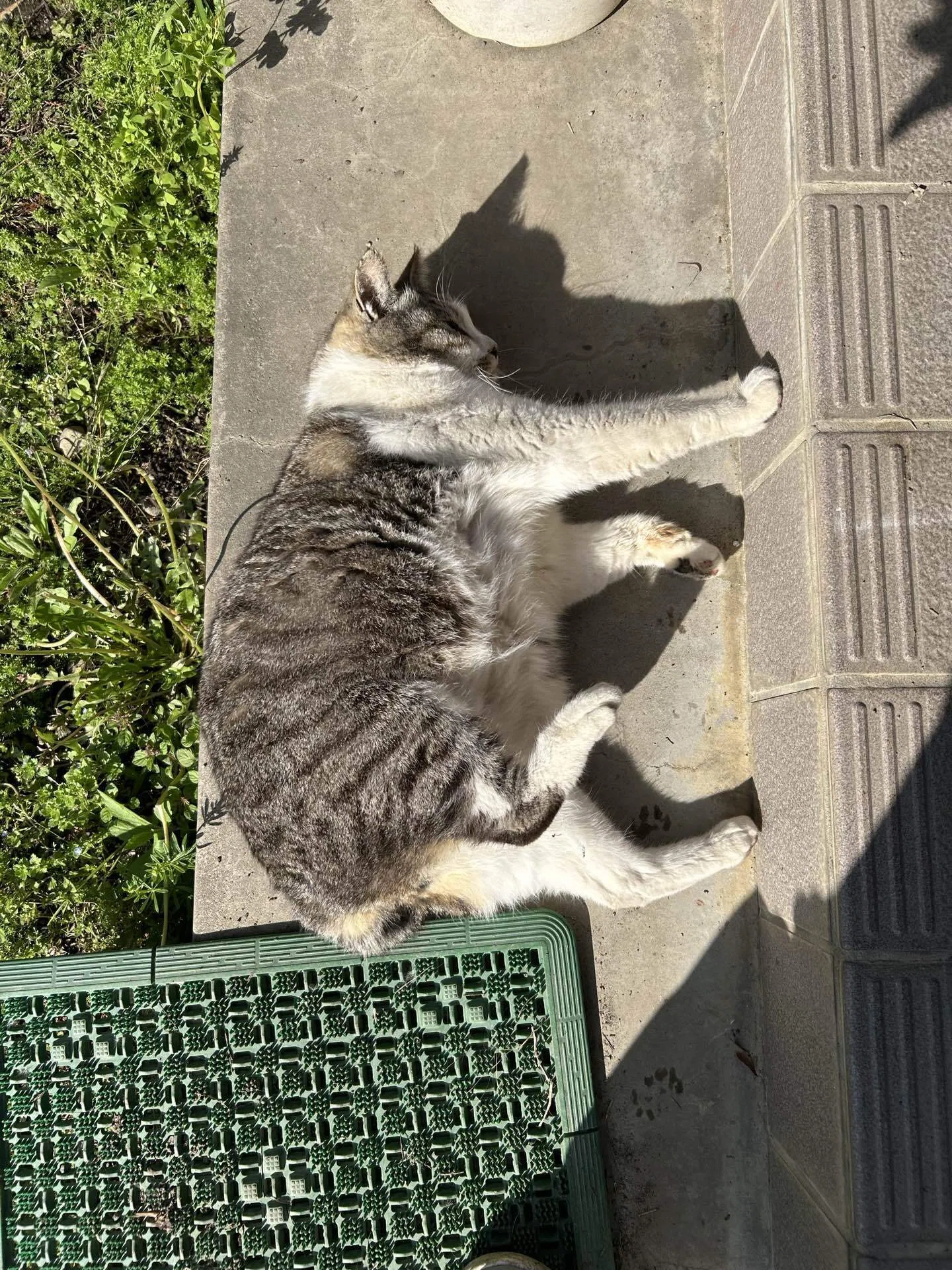 我が家の猫たちは全天候型？メインクーンから受け継いだワイルドな撥水