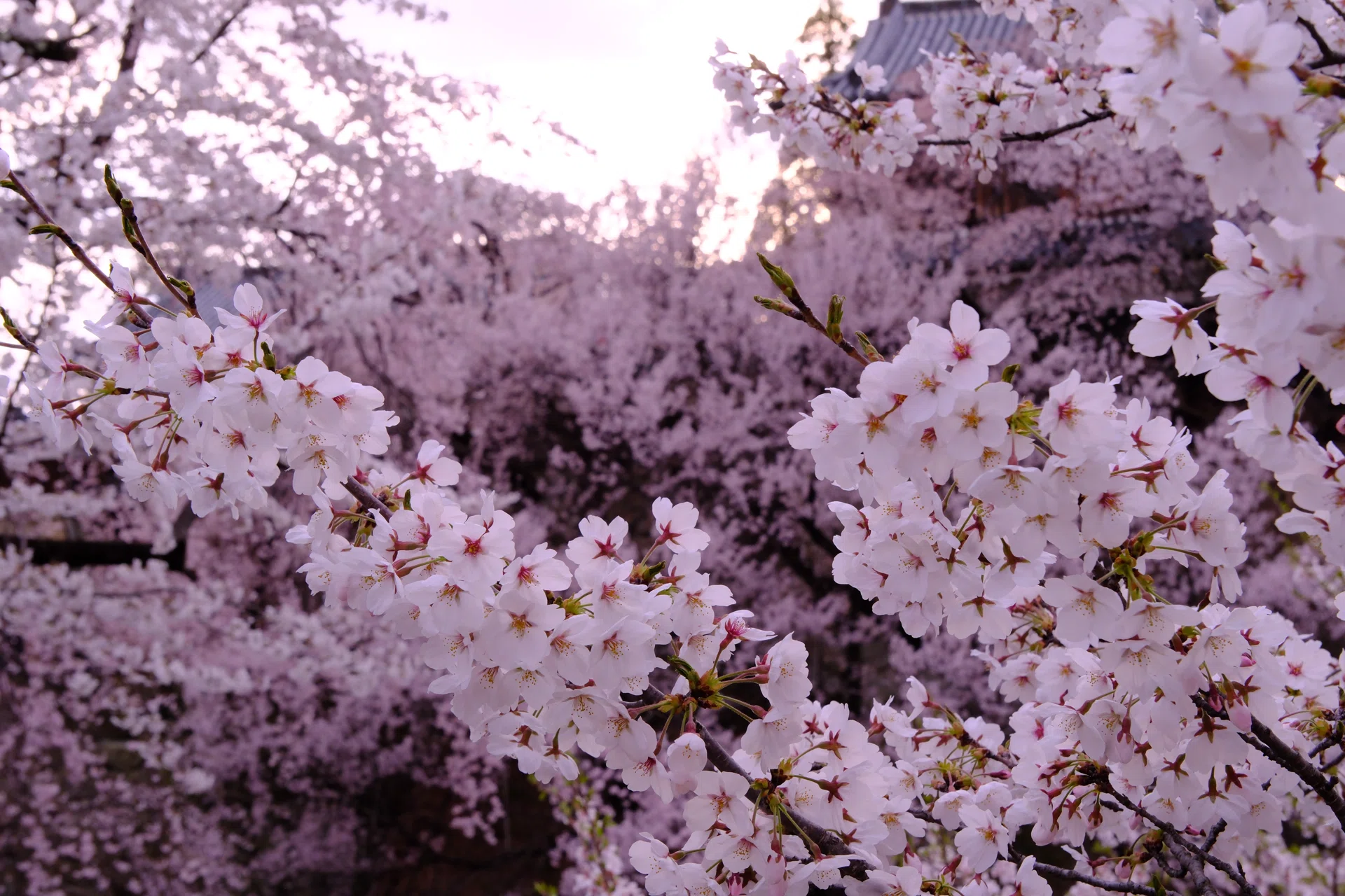夜桜の宴｜nkym935