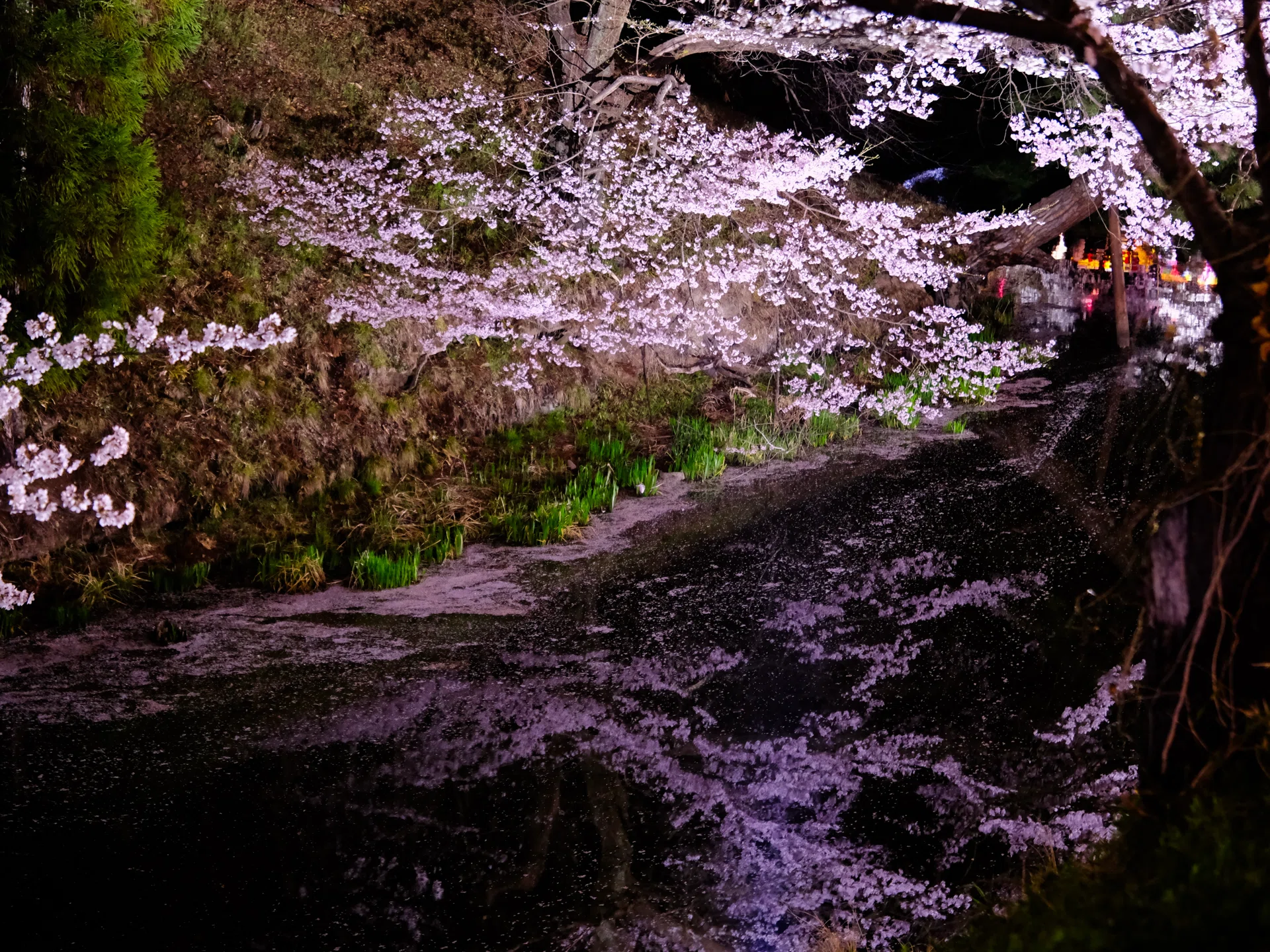 夜桜の宴｜nkym935