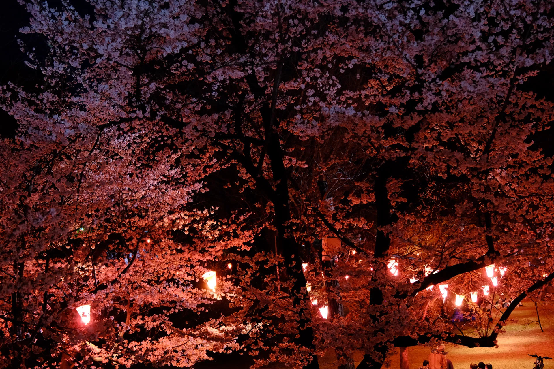 夜桜の宴｜nkym935