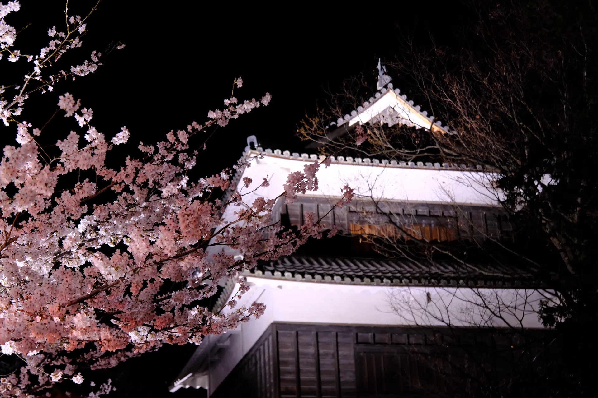 夜桜の宴｜nkym935