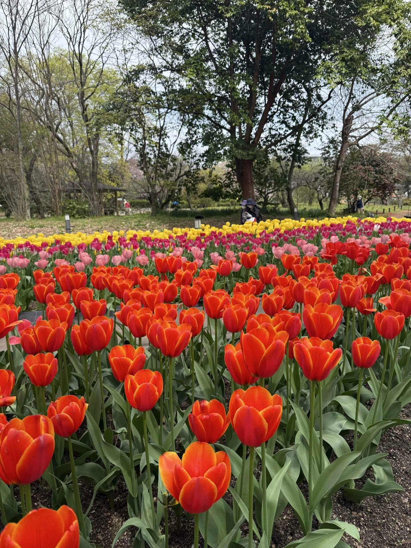 京都・北山で過ごした春の一日｜陶板名画の庭と植物園｜curumi