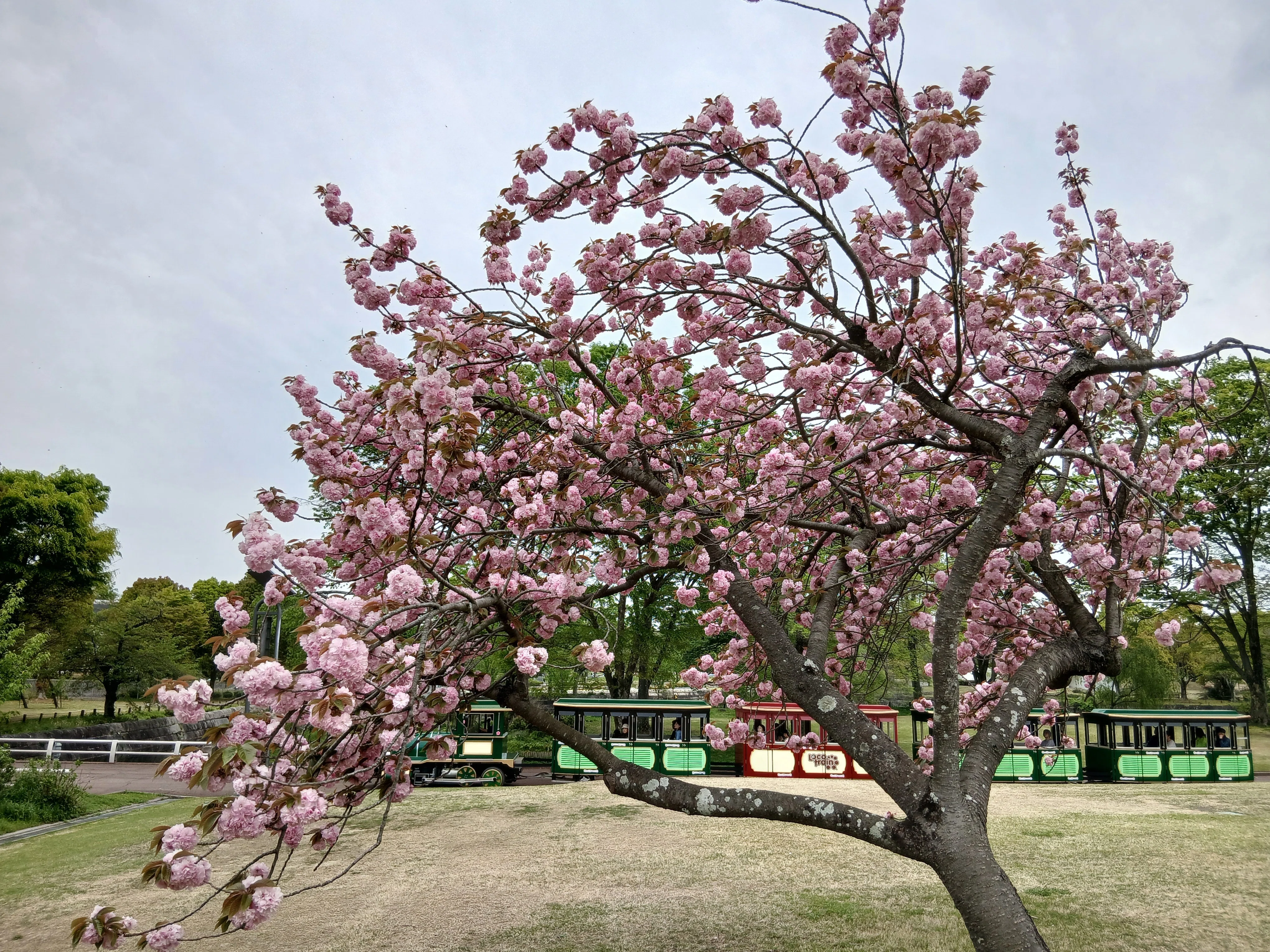 花の丘＆藤棚＠万博記念公園｜碧緑（あおみどり）