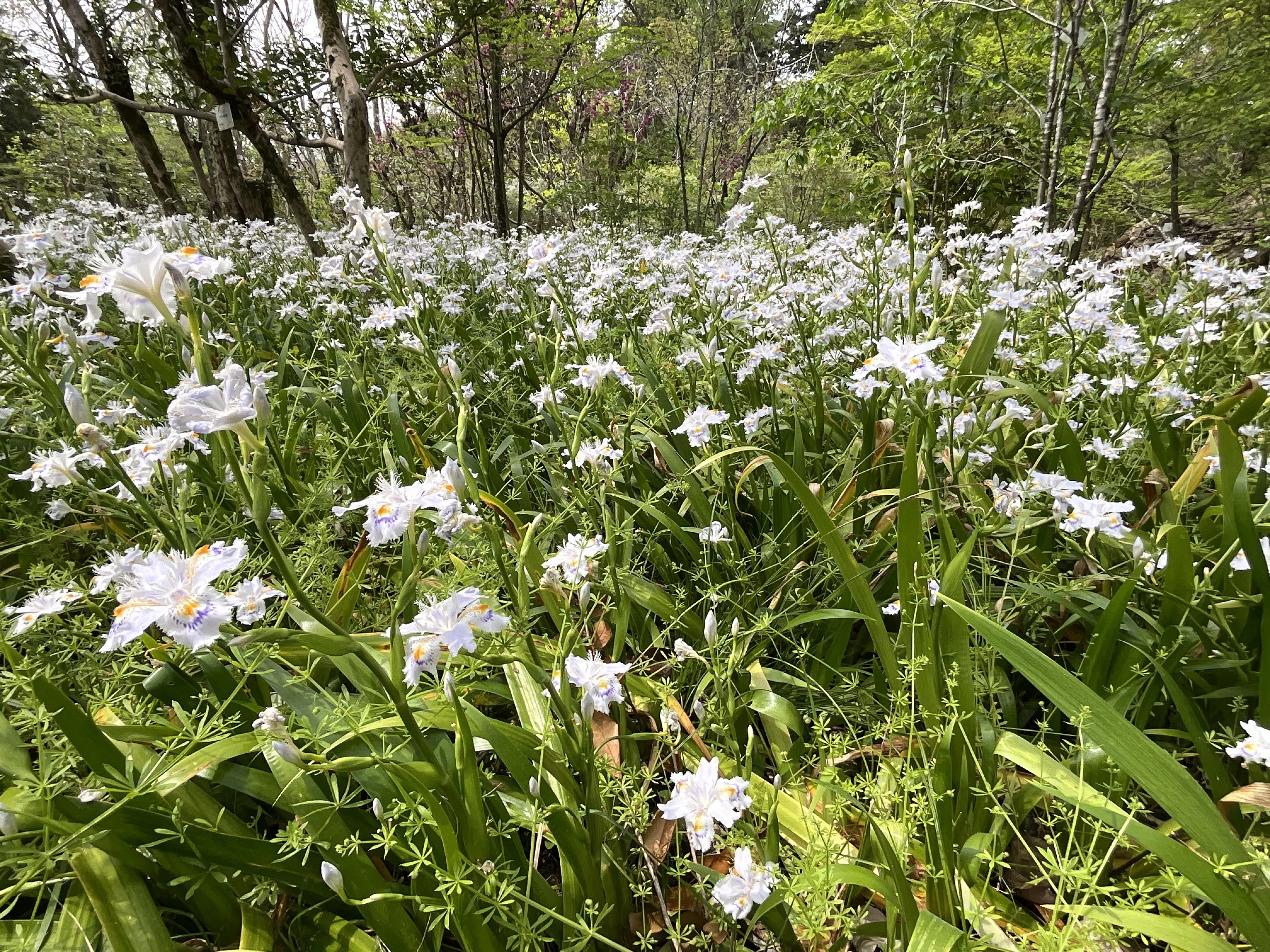 シャガ（京都府立植物園）：2026年3月23日（月）｜藤井秀昭（『京都