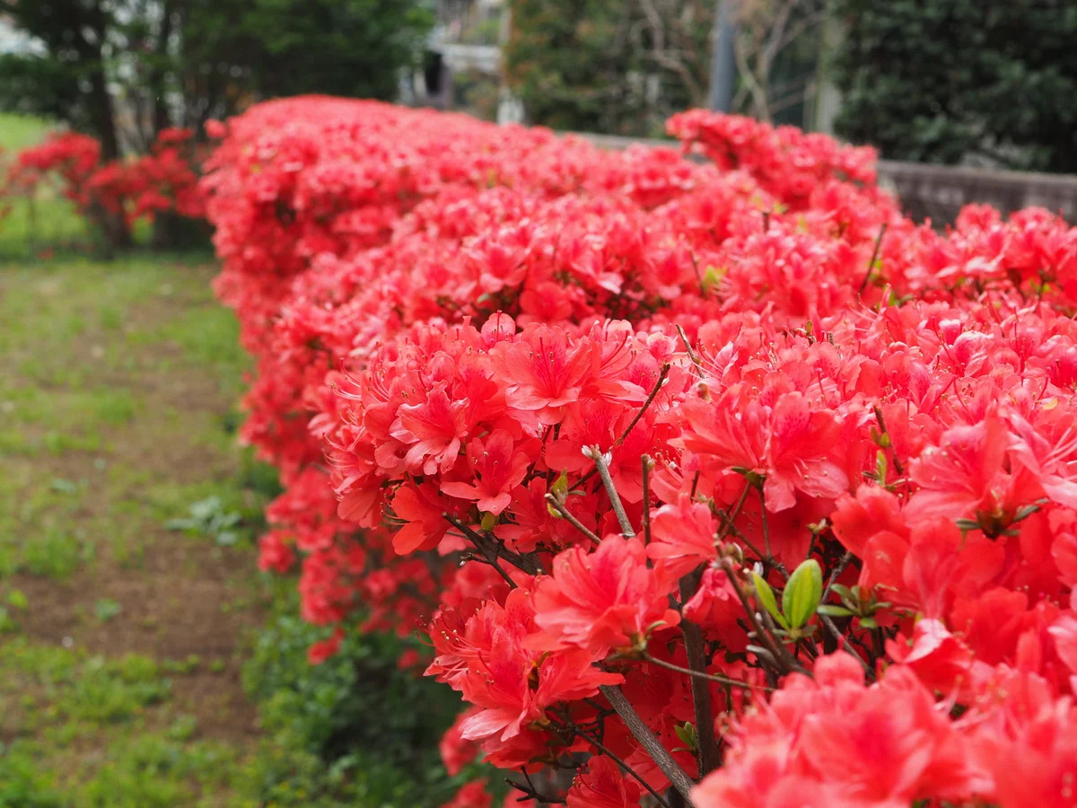 The Azalea's Nectar Guide is an Entrance to a Four-Dimensional Space ...