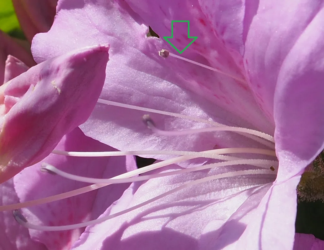 The Azalea's Nectar Guide is an Entrance to a Four-Dimensional Space ...