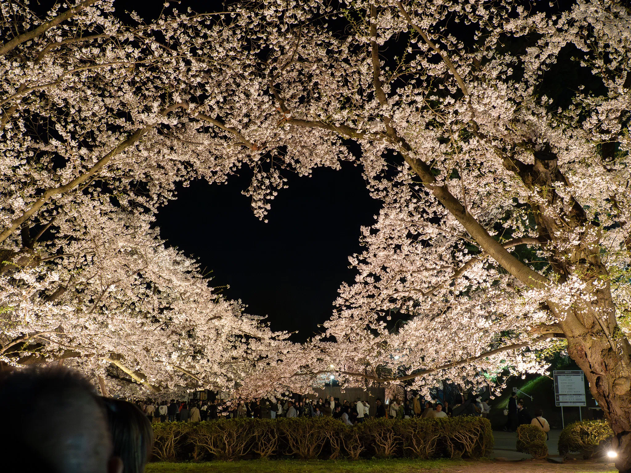 今日の桜のハート（弘前公園）｜さいとう みかこ（うらべっち）