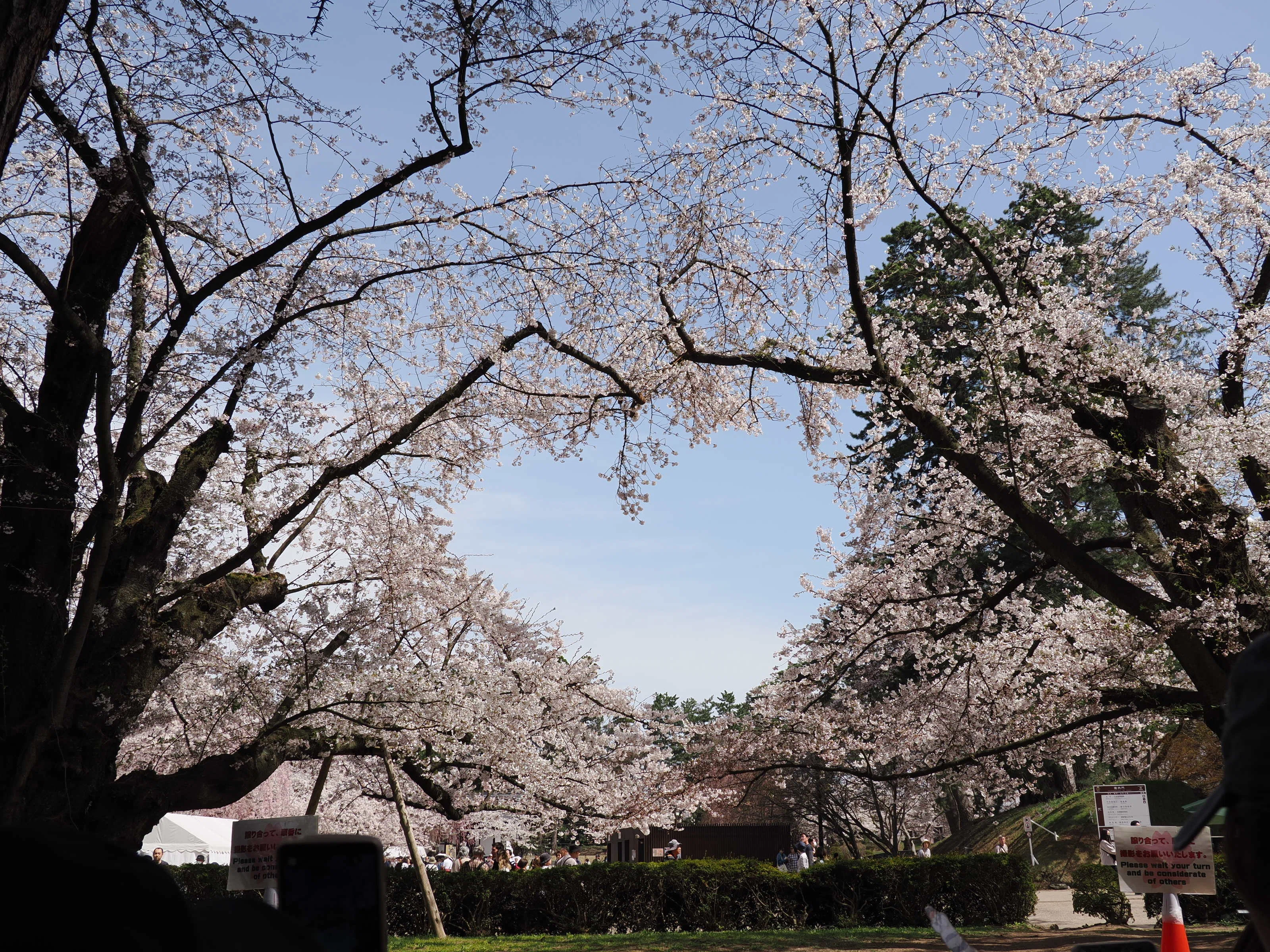 今日の桜のハート（弘前公園）｜さいとう みかこ（うらべっち）