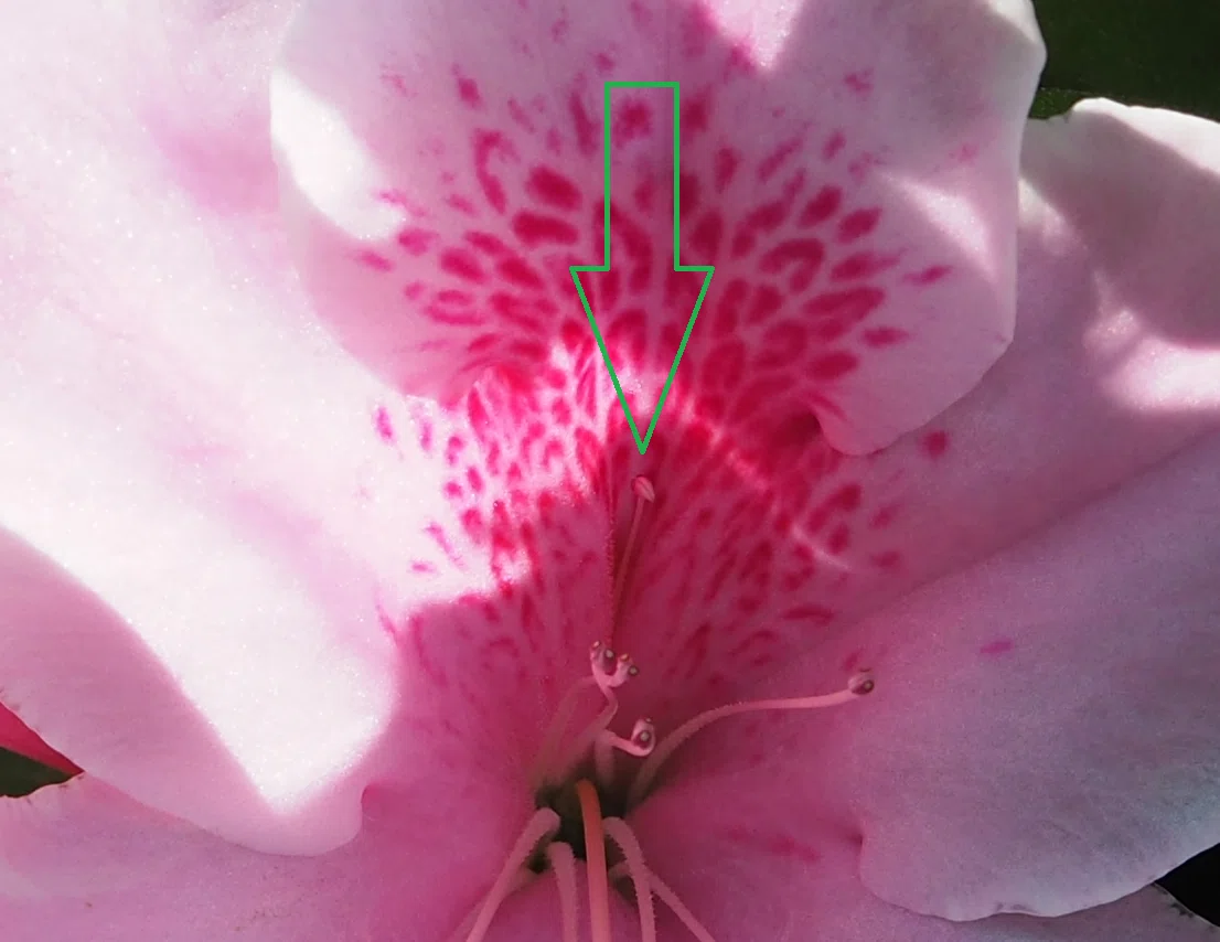 The Azalea's Nectar Guide is an Entrance to a Four-Dimensional Space ...