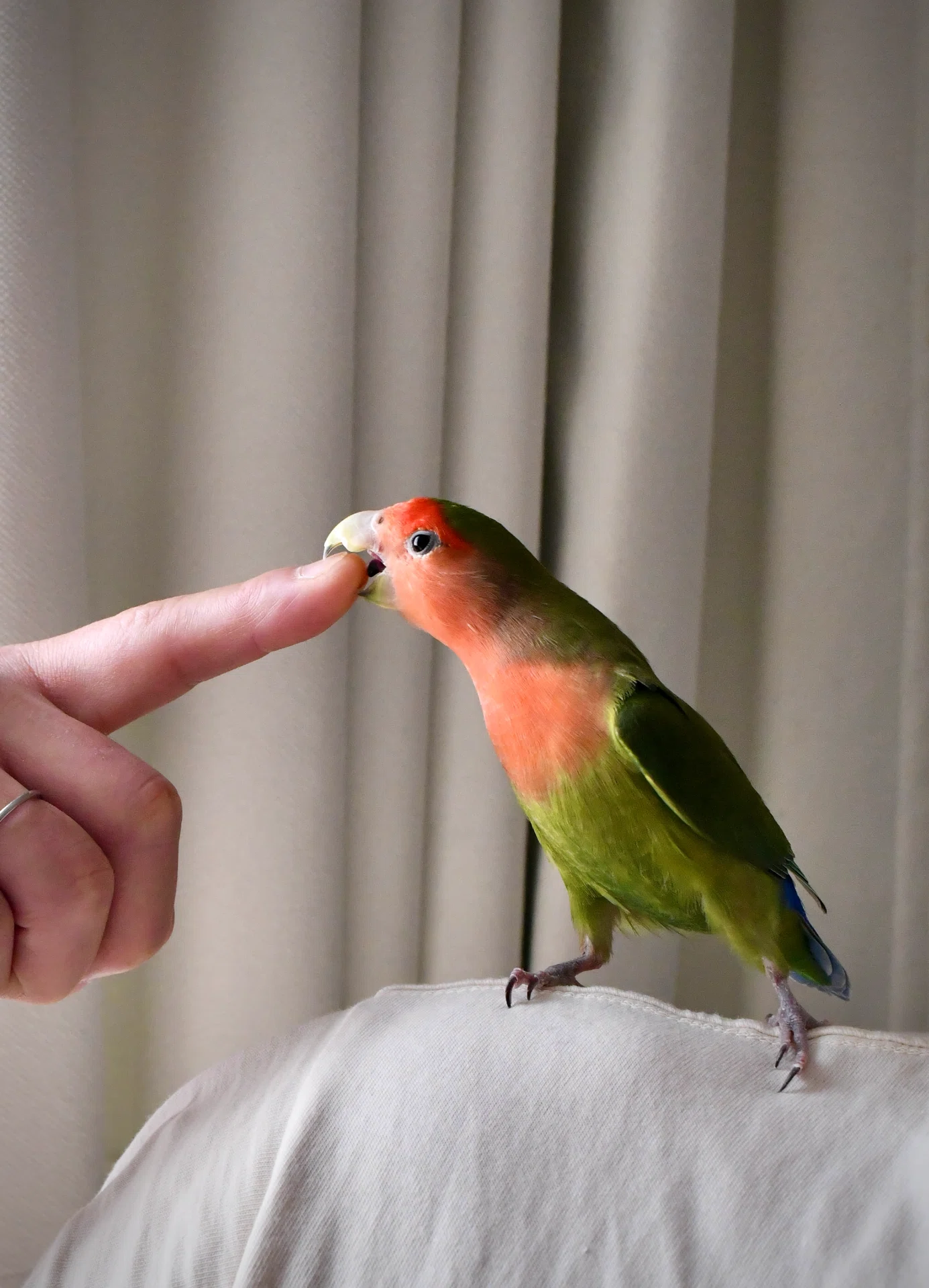 迷子のインコとたまたま論｜ユウスキン