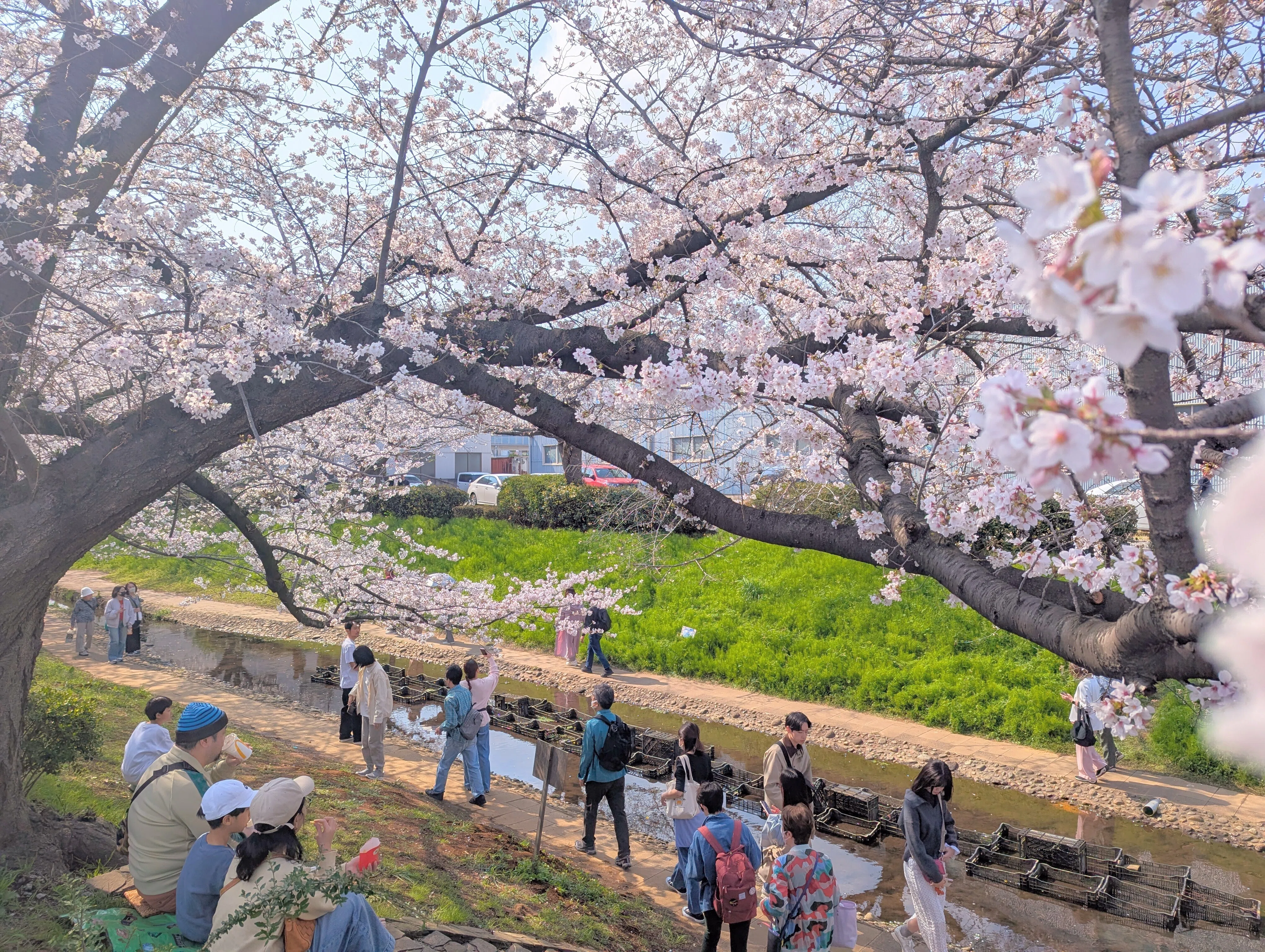2026年 横浜の桜の記録｜寒桜