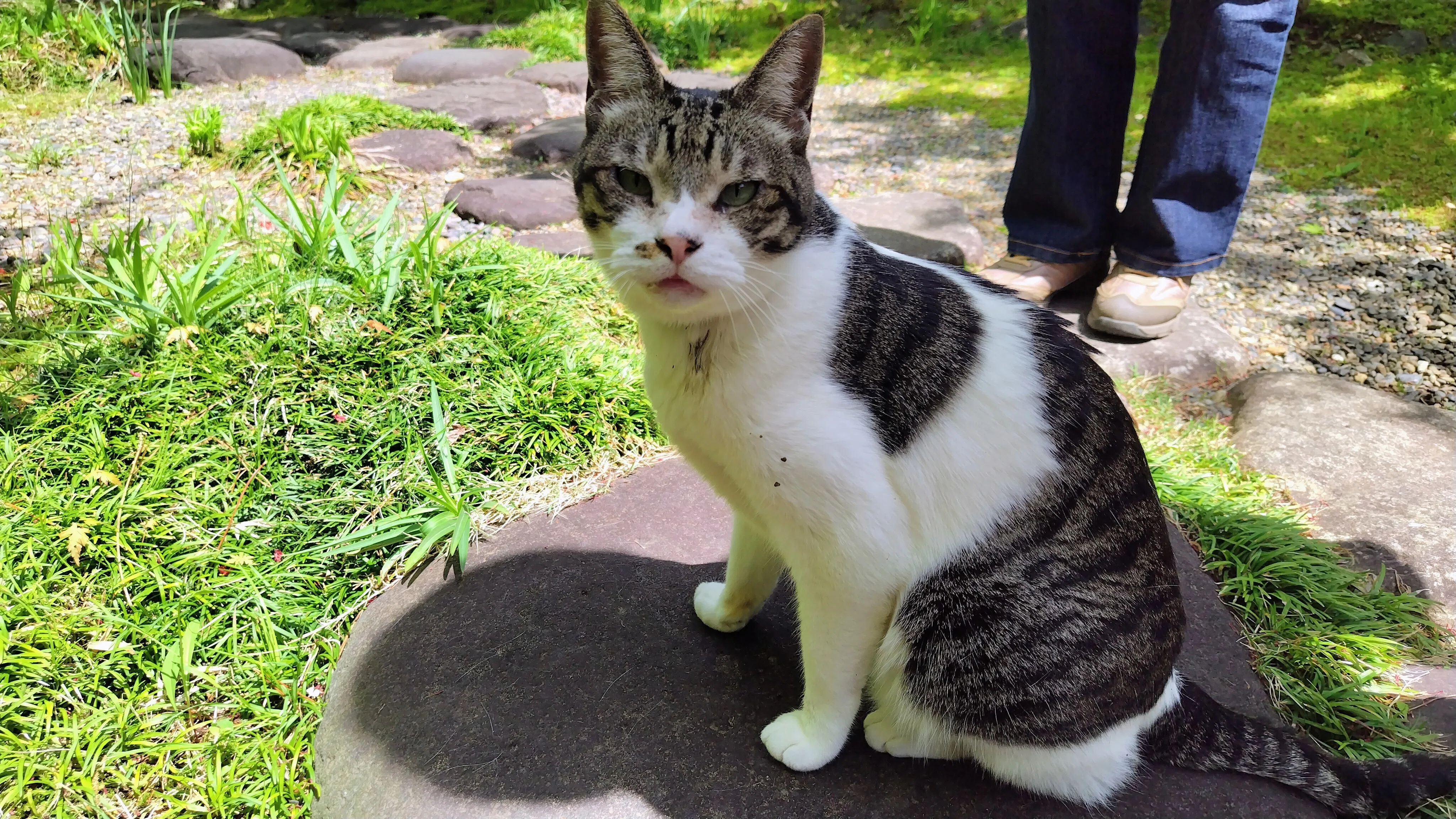 千亀女　ひとり歩き　十六代 伊佐美 猫泉　元老院 ネコが行く手を阻む美術館｜シズ