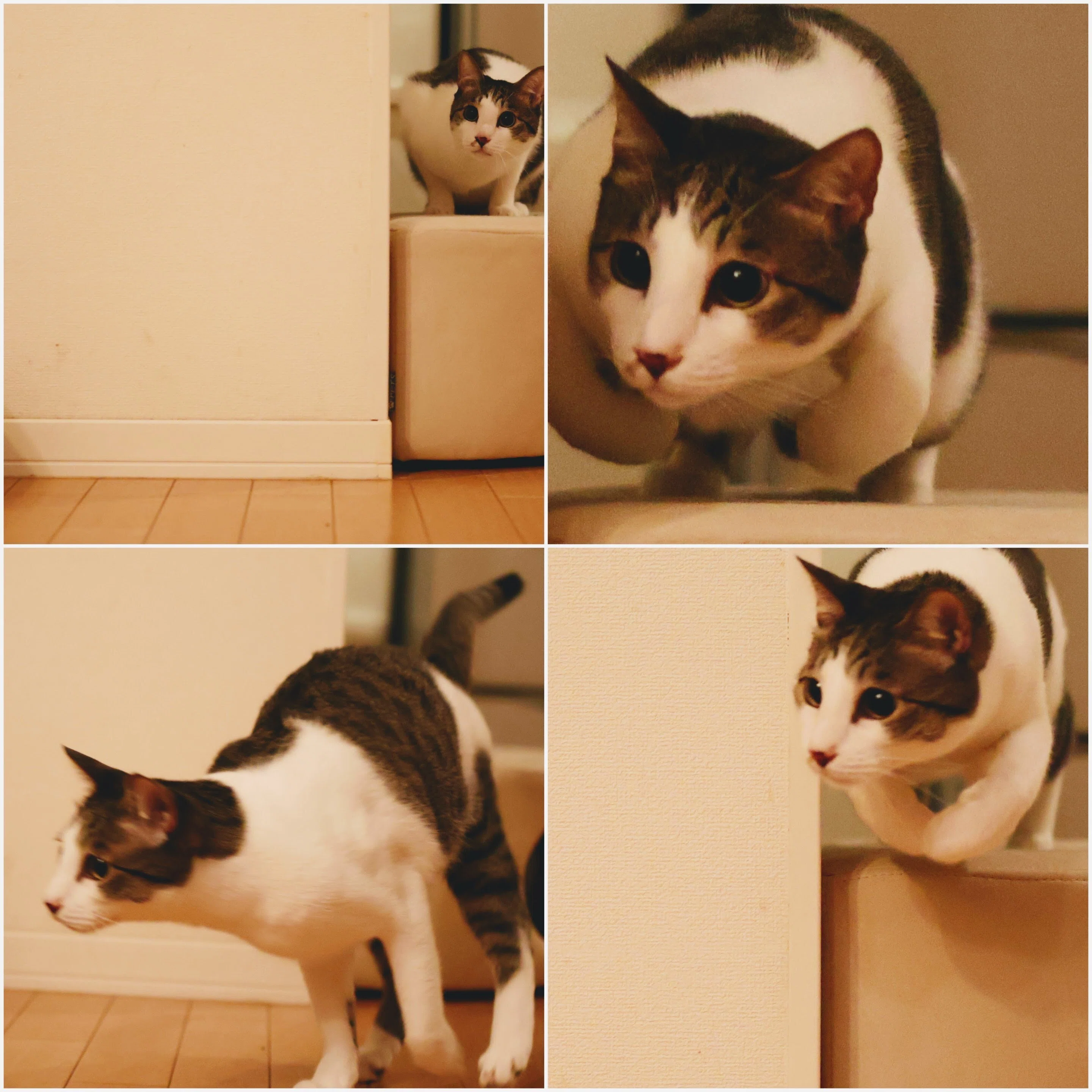 猫たちとの日常 その18 連休中もねこねこ 我が家の猫、暁斎の猫