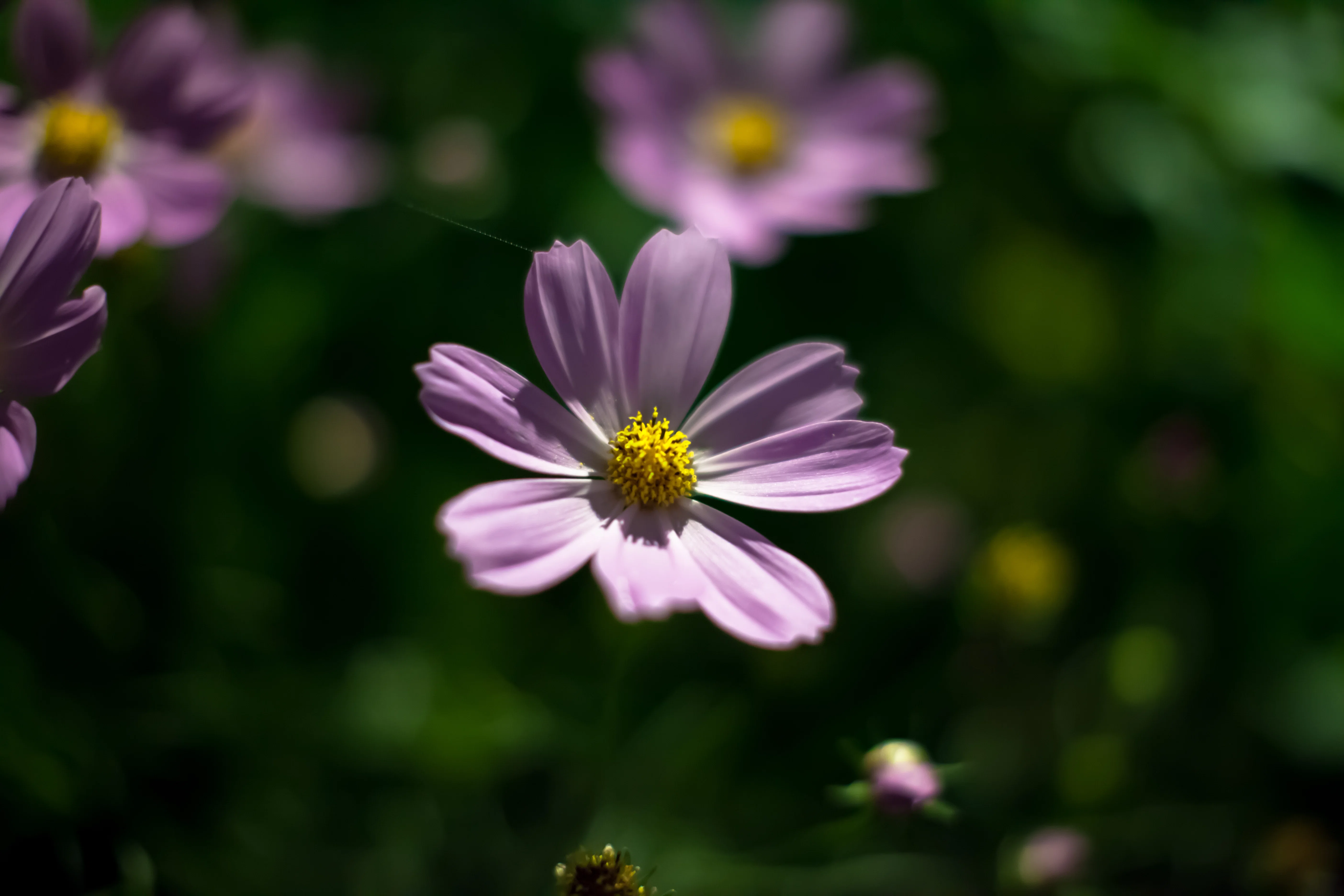 183/365: Night Cosmos｜タラネコ