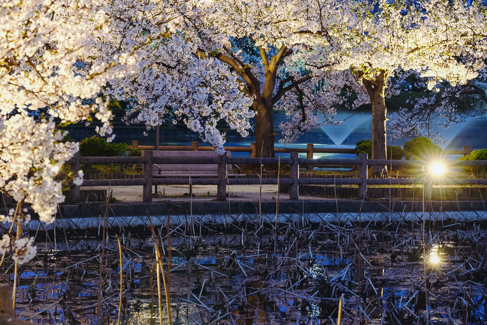 桜雨さま専用ページ さくらの里の桜 (雨) 写真素材 [5431753] - フォトライブラリー