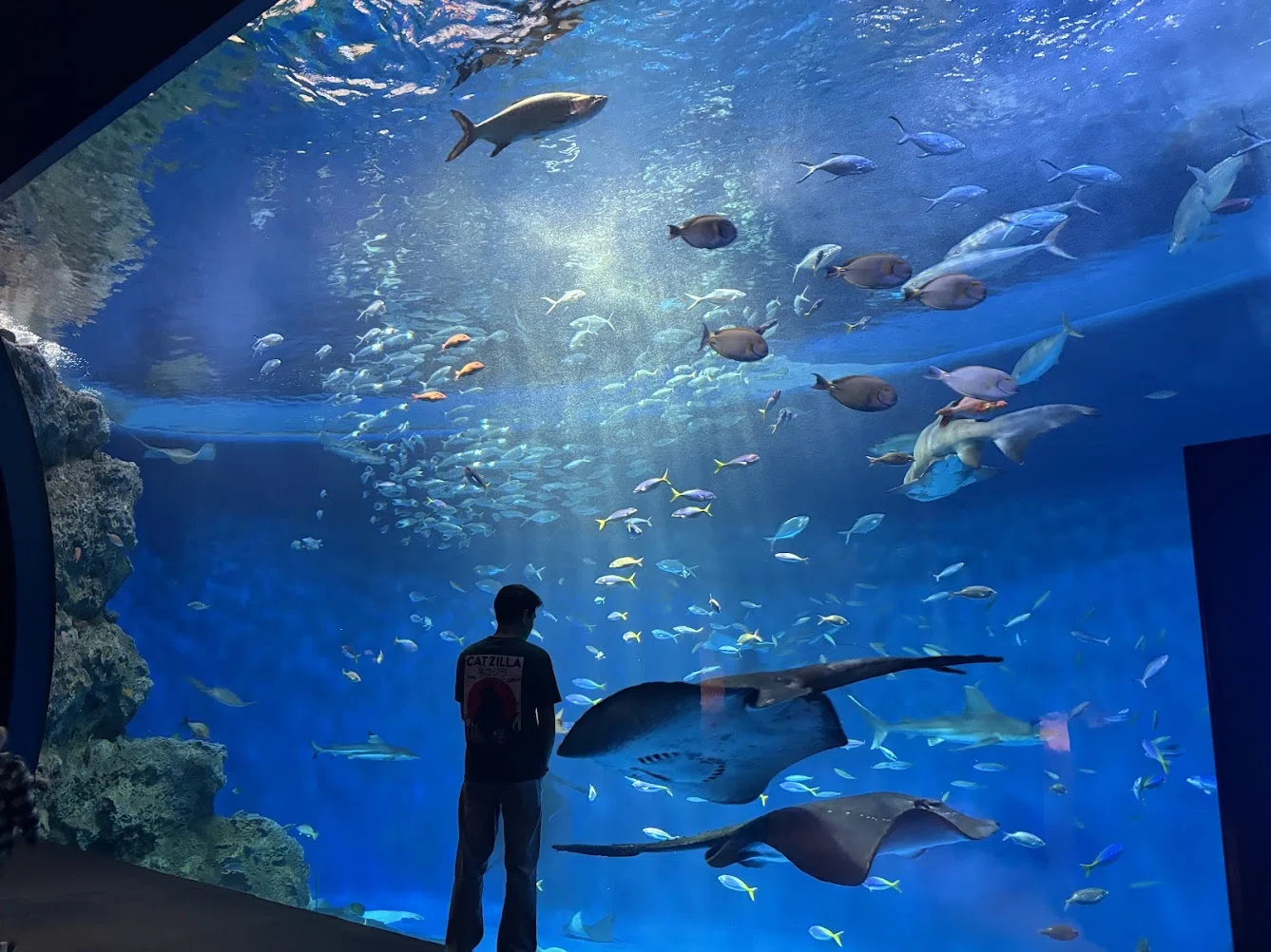 平日のソロ水族館（須磨シーワールド）でデトックスしてきた｜Rin